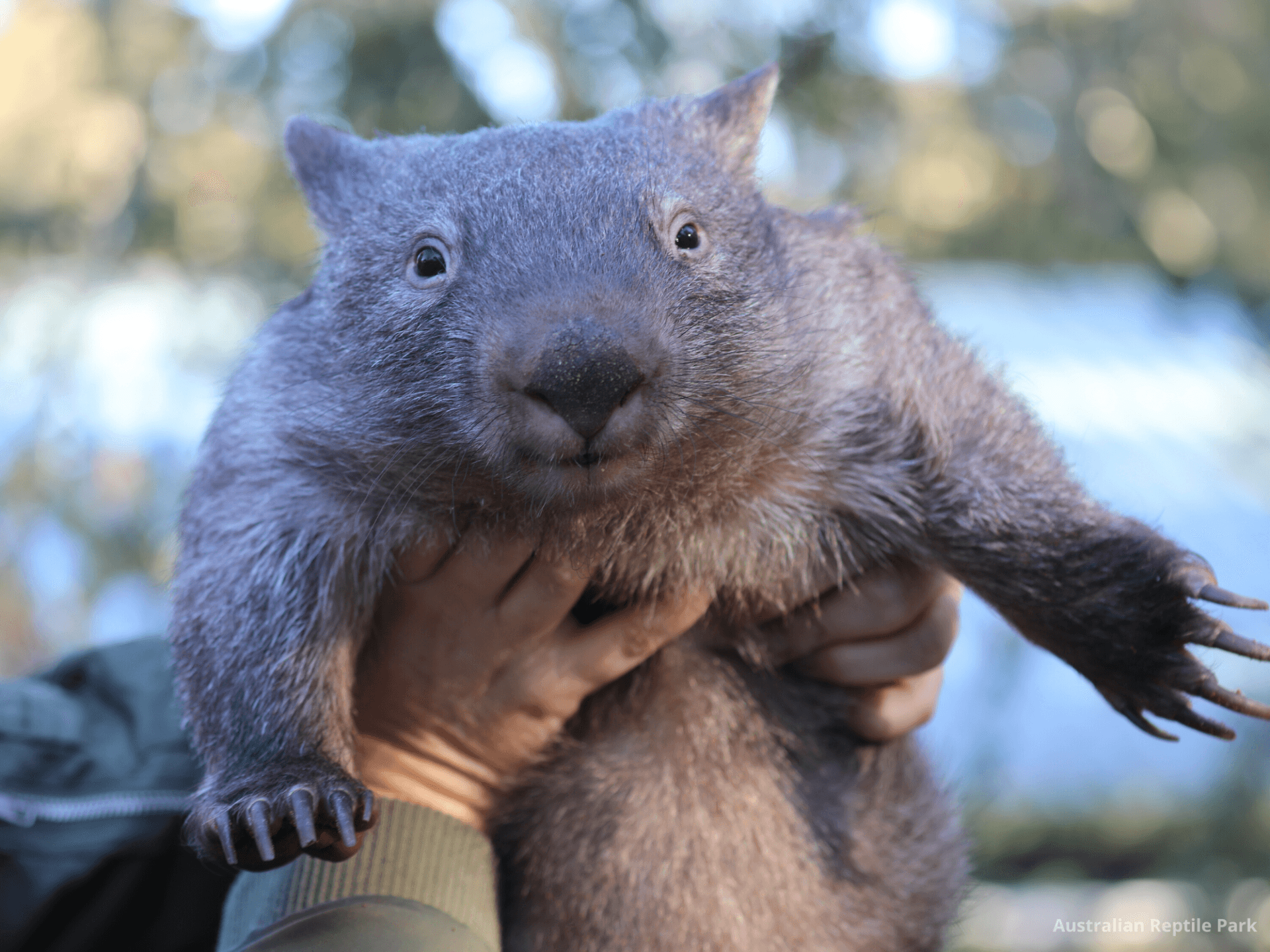 Australian Reptile Park - image 50
