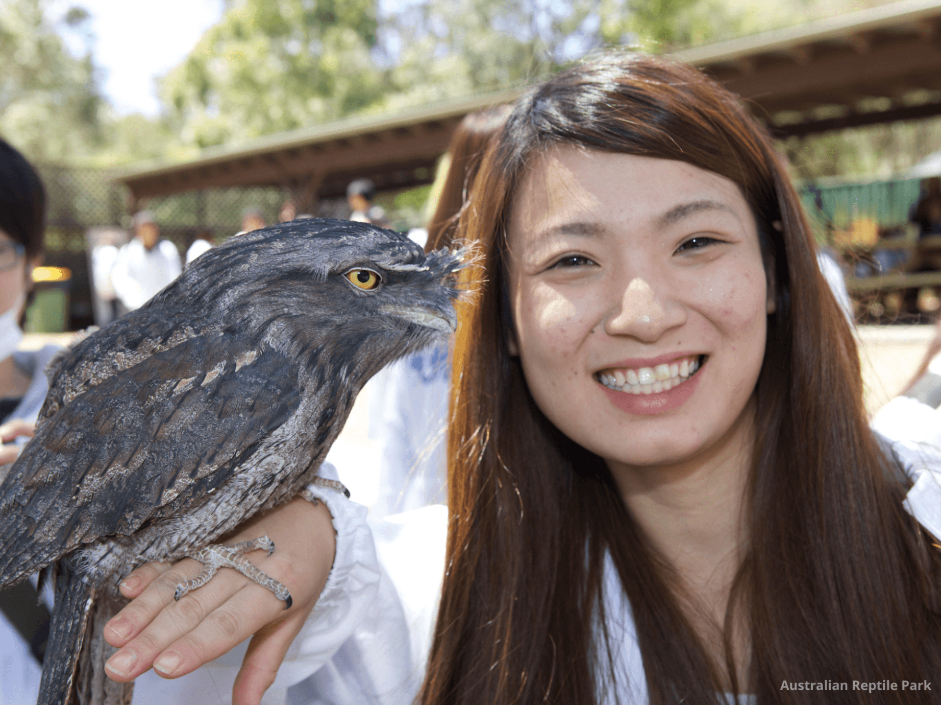 Australian Reptile Park - image 42
