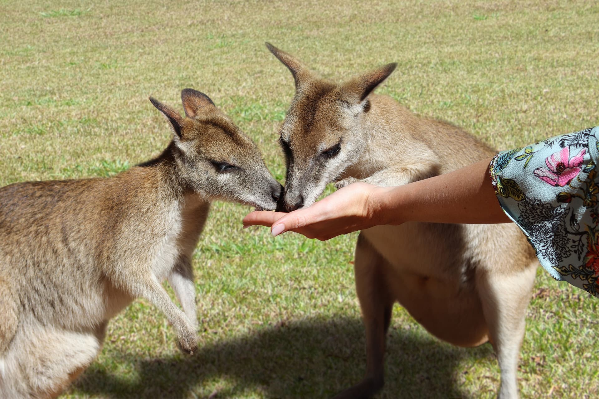 Kuranda Rainforestation Nature Park Full-Day Tour from Cairns - image 13