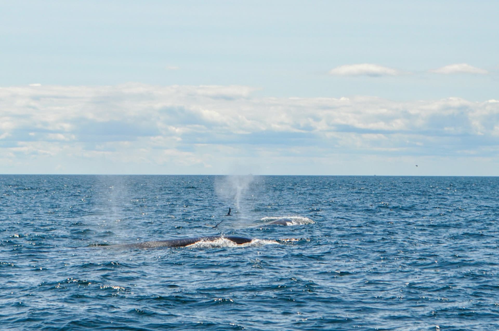 Boston Harbor Whale Watch Cruise - main image