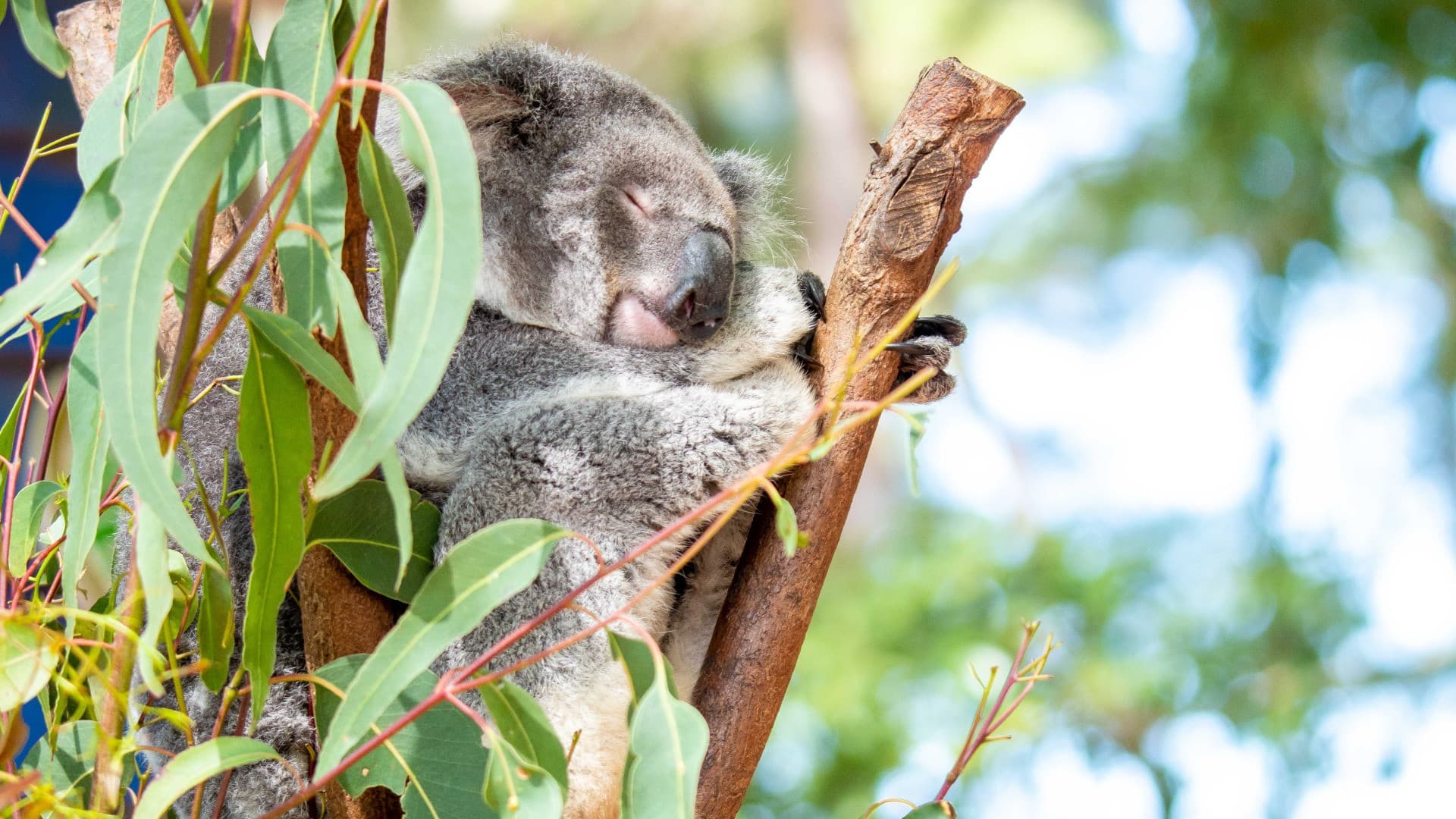 Dreamworld, WhiteWater World, and SkyPoint Gold Coast Multi-day Ticket - image 4