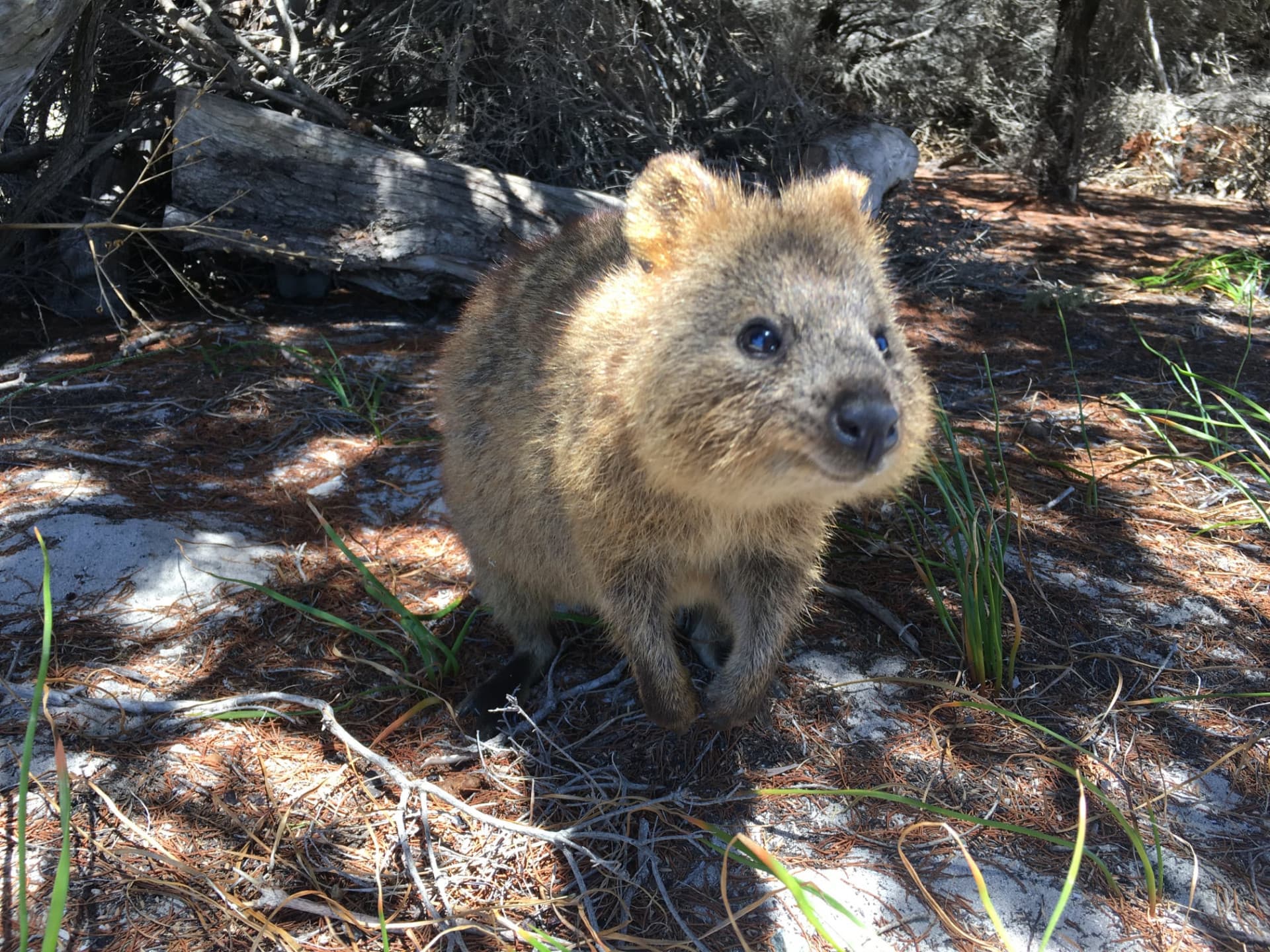 Rottnest Island Fortress Adventure Segway Tour with Round Trip SeaLink Ferry Transfer - 이미지 2