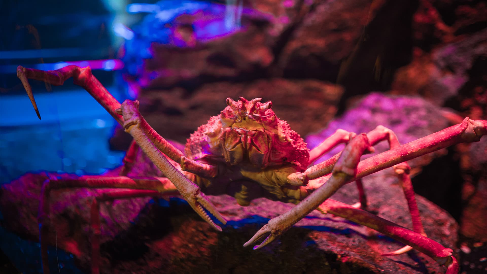 COMBO: Entradas para SEA LIFE Bangkok Ocean World + Madame Tussauds Bangkok - imagen 4