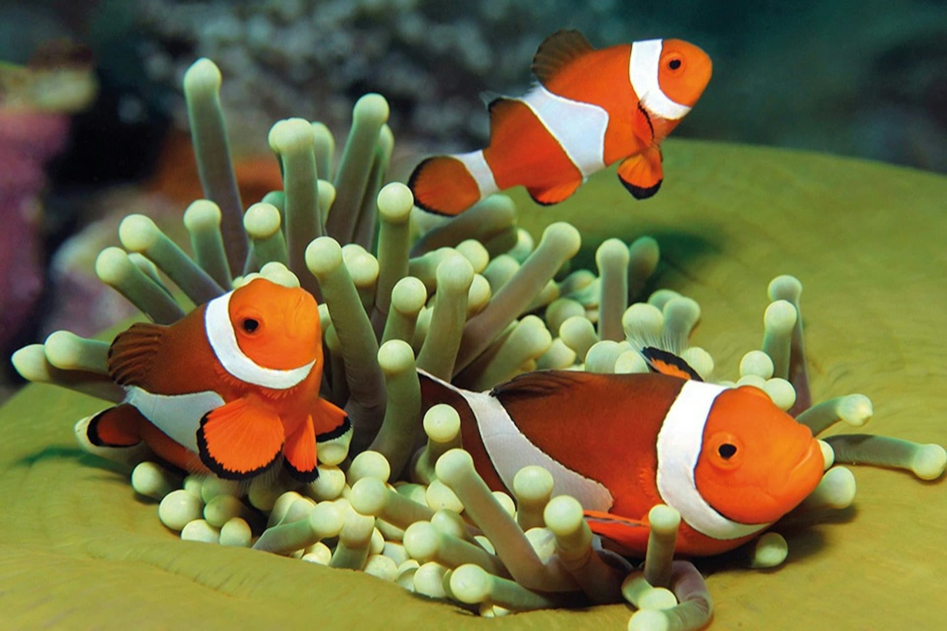 Palma Aquarium: Skip The Line Ticket + Optional 3D Cinema Aquadome - image 16