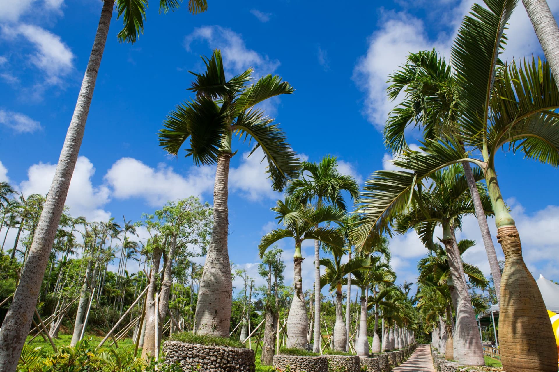 Okinawa Southeast Botanical Gardens - image 6