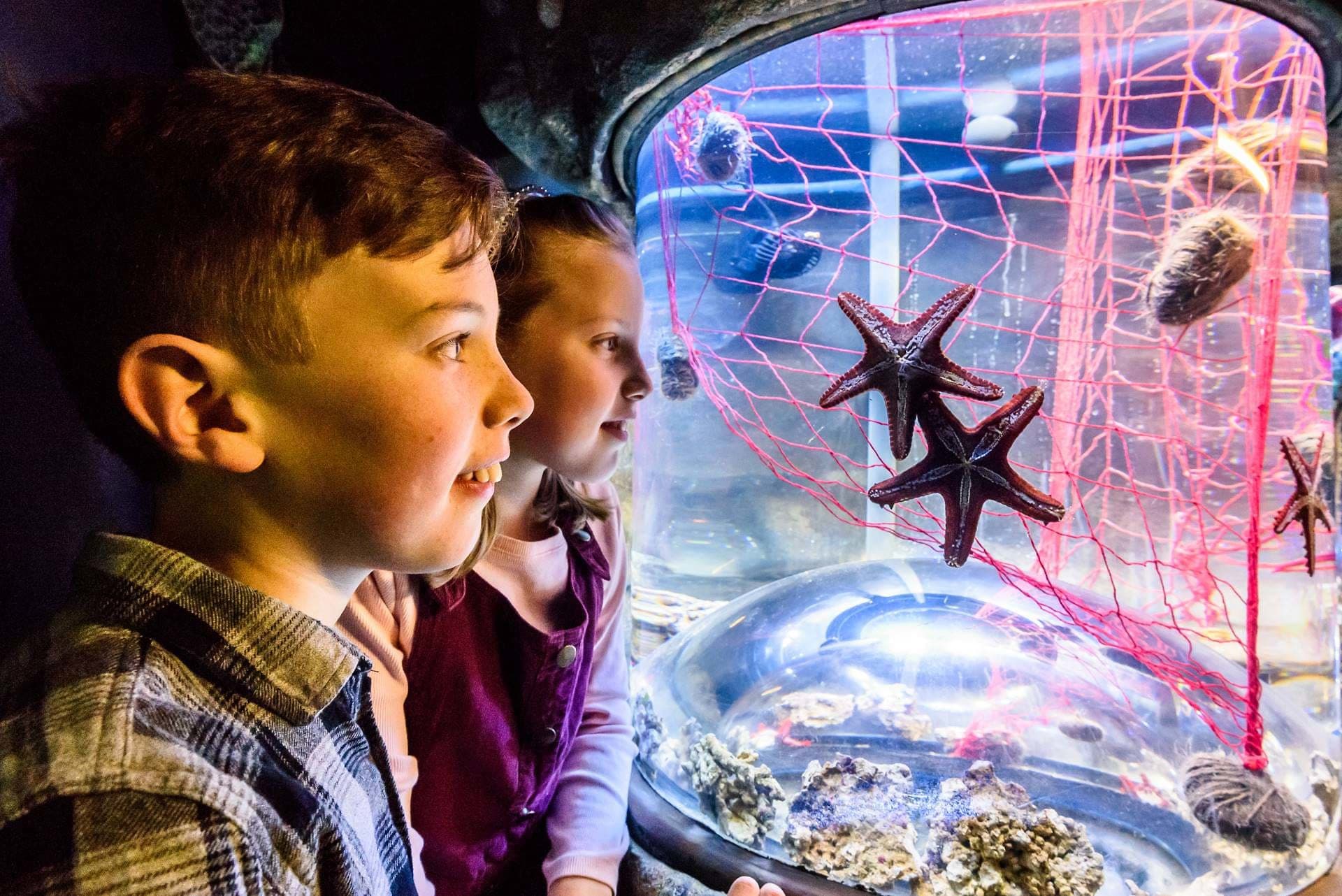 SEA LIFE Brighton Ticket - image 7