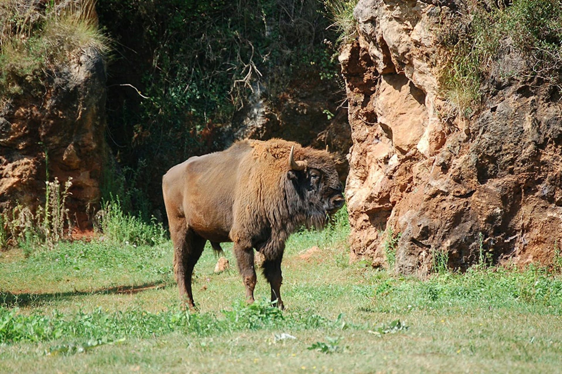 Cabárceno Nature Park Ticket + Cable Car - image 4