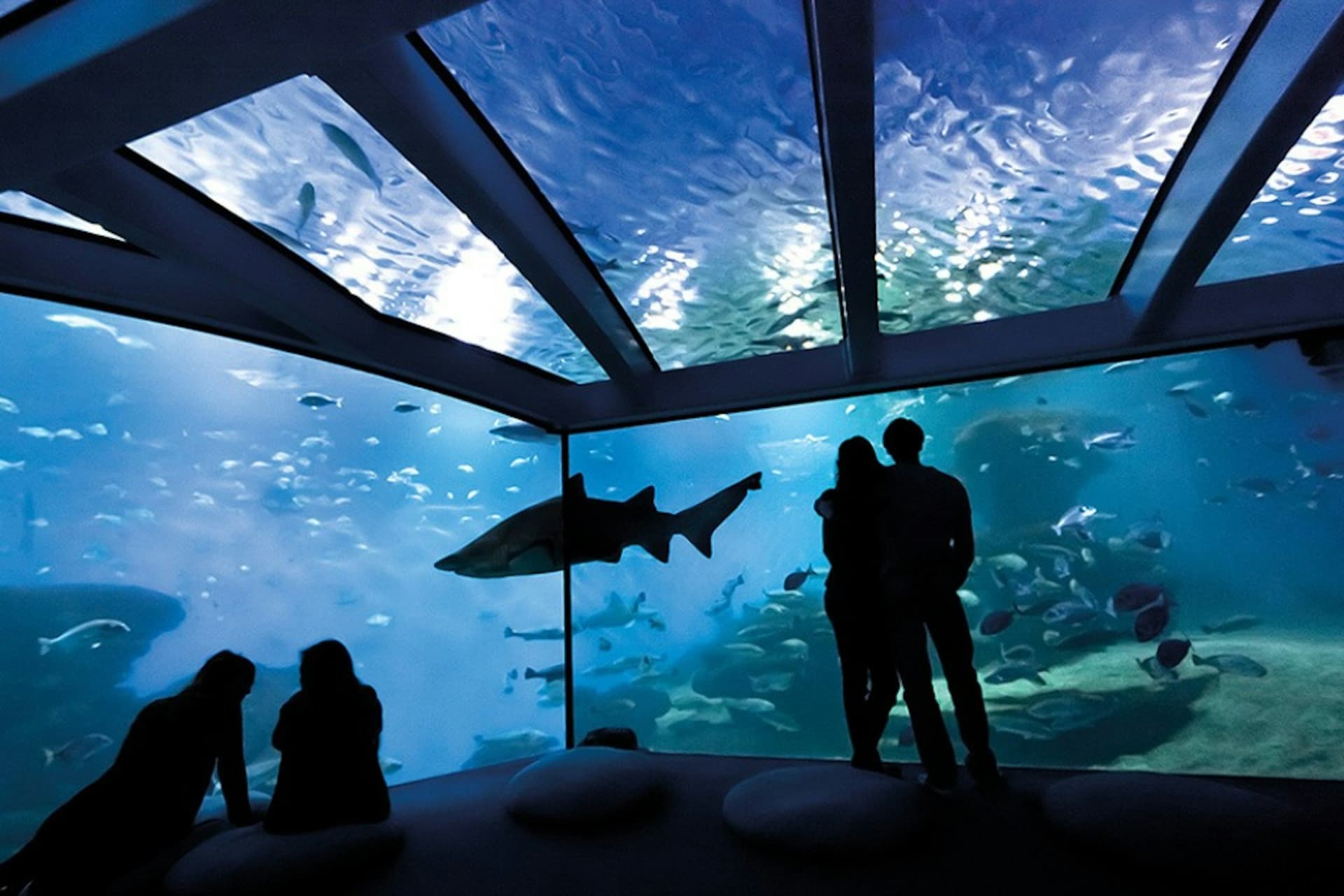 Palma Aquarium: Skip The Line Ticket + Optional 3D Cinema Aquadome - image 7