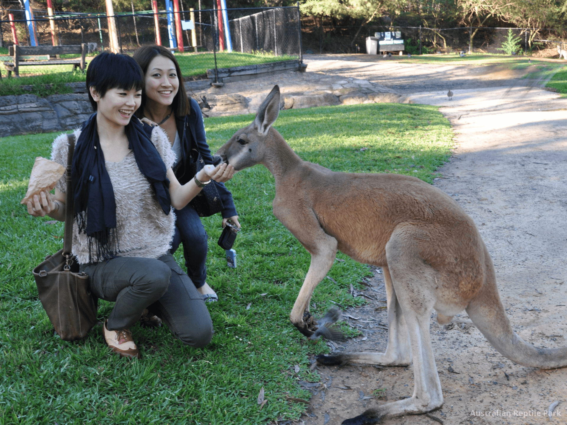 Australian Reptile Park - image 14