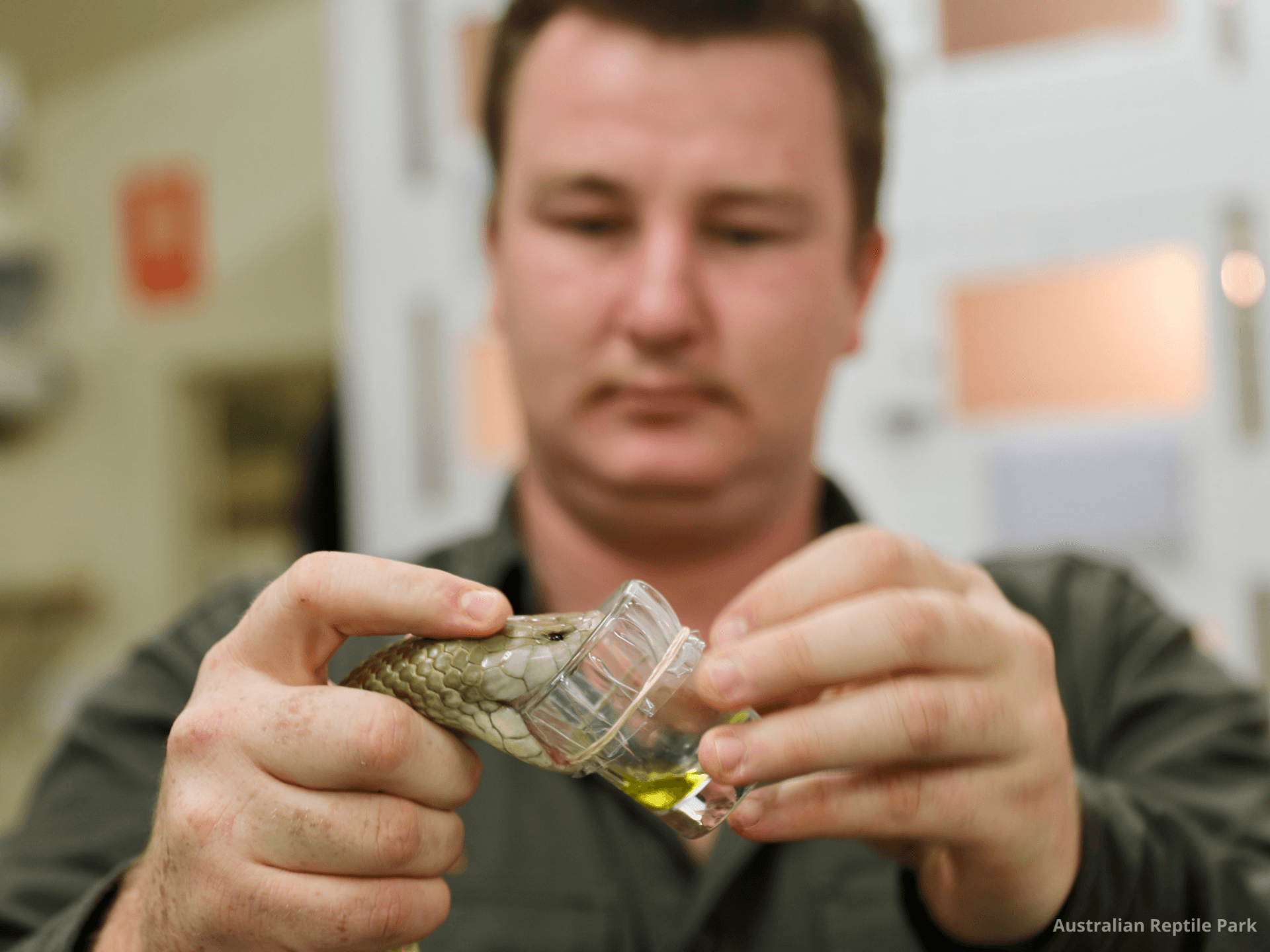 Australian Reptile Park - image 36