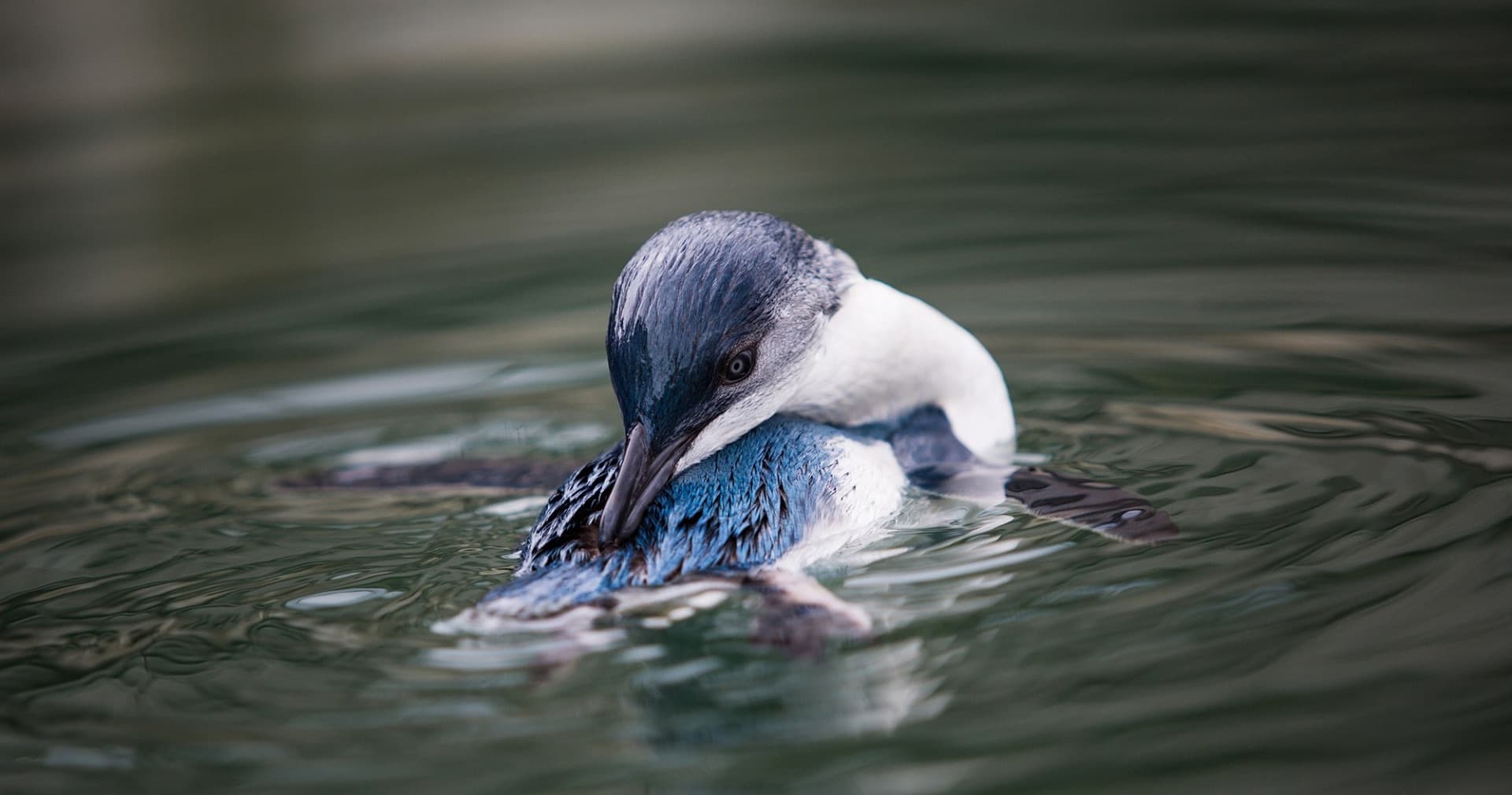 Monarch Wildlife Cruise and Peninsula Encounter Tour - image 11