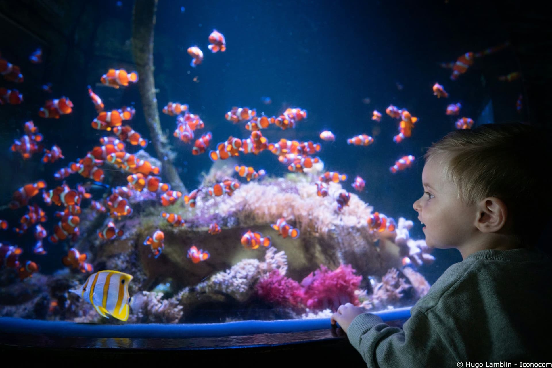 Nausicaa: Skip The Line Ticket - image 14