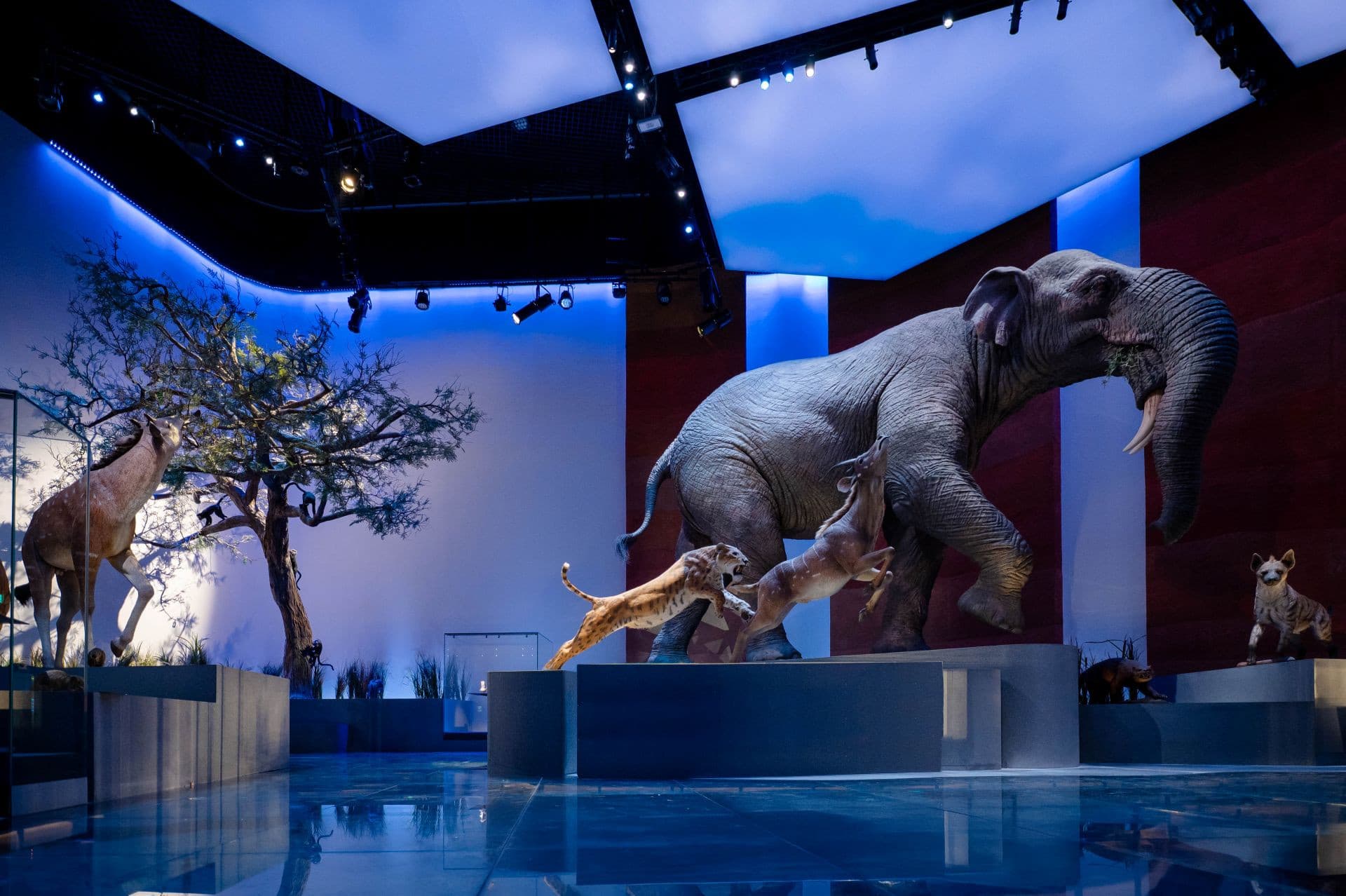 Natural History Museum Abu Dhabi Ticket - image 4
