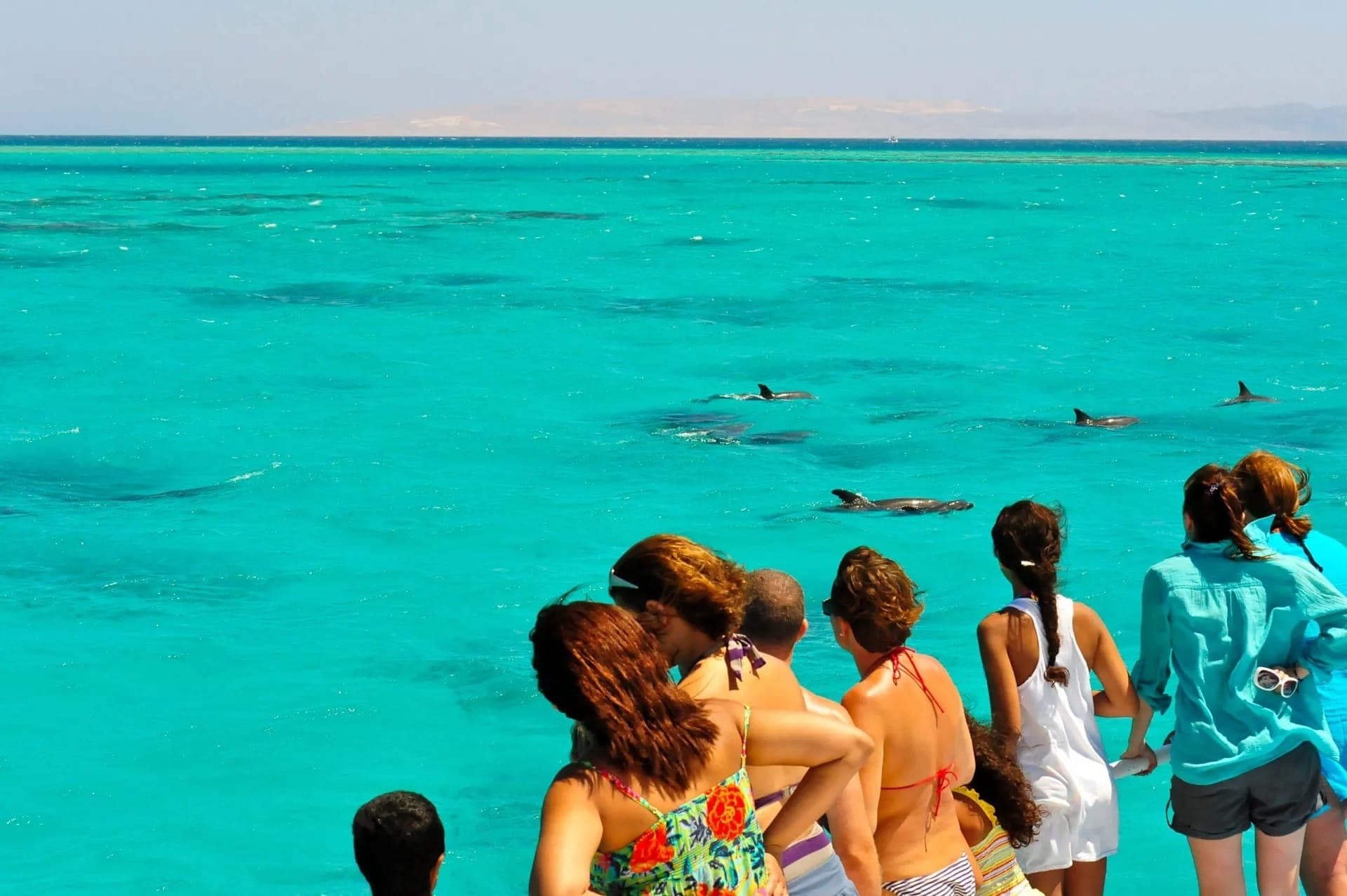 Key West: Dolphin Watching Cruise + Snorkeling + Drinks - image 6