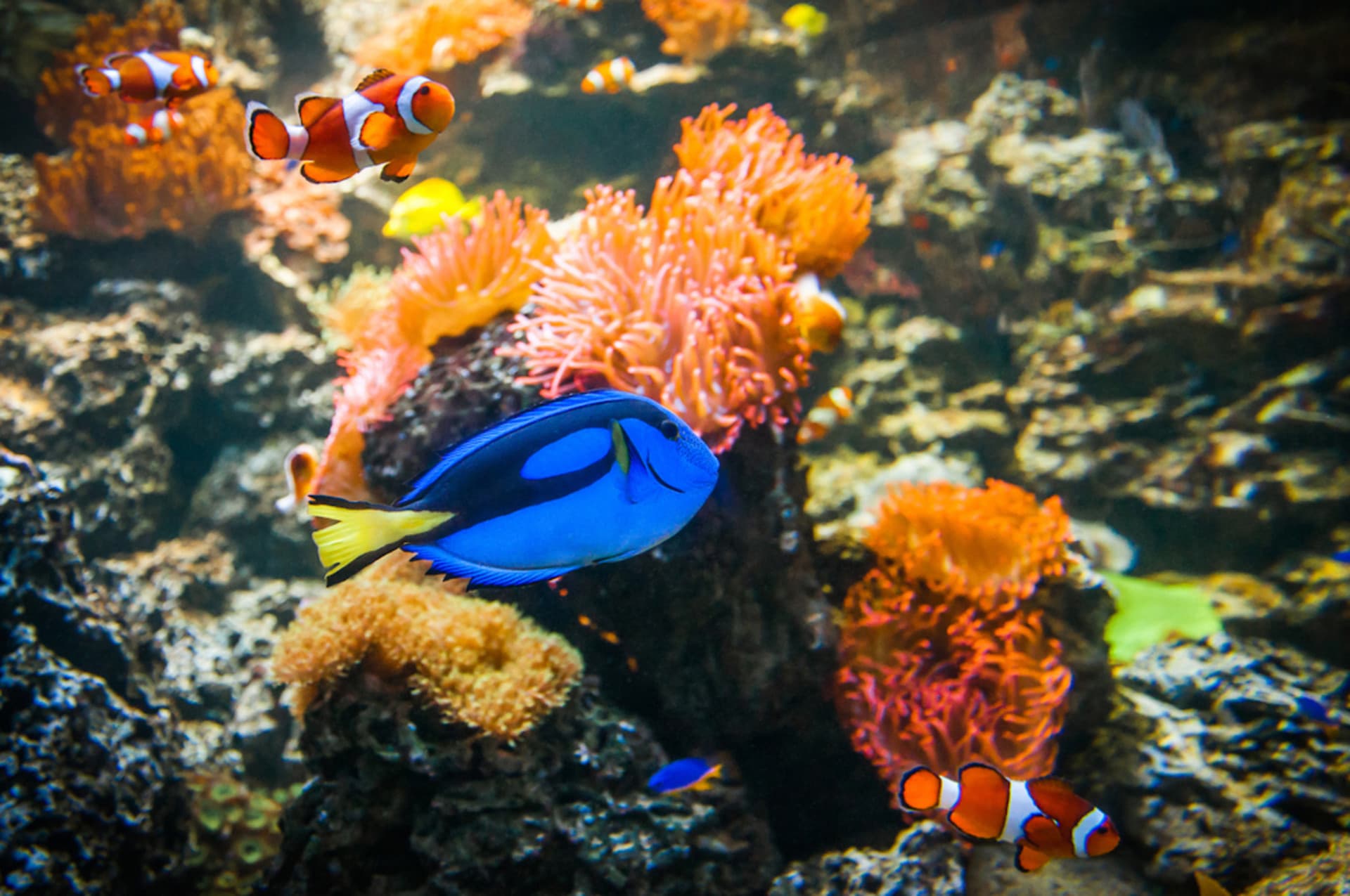 COMBO: Entradas para Melbourne Skydeck + SEA LIFE Melbourne Aquarium - imagen 10