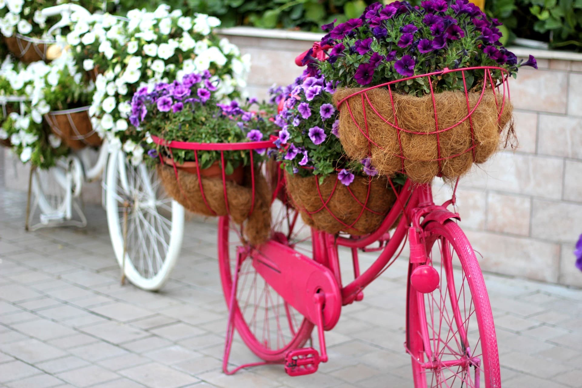 Dubai Miracle Garden Ticket - image 12