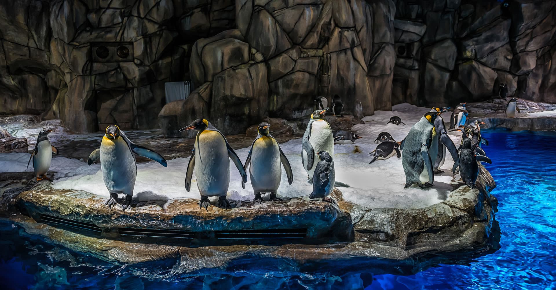 Ocean Park Hong Kong Ticket - image 12