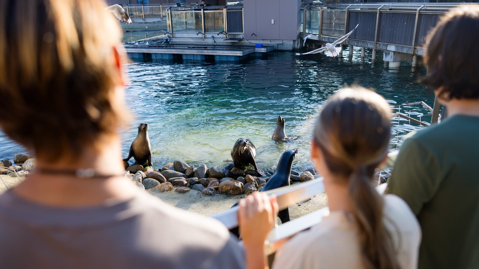 Sea World Gold Coast Ticket - image 12