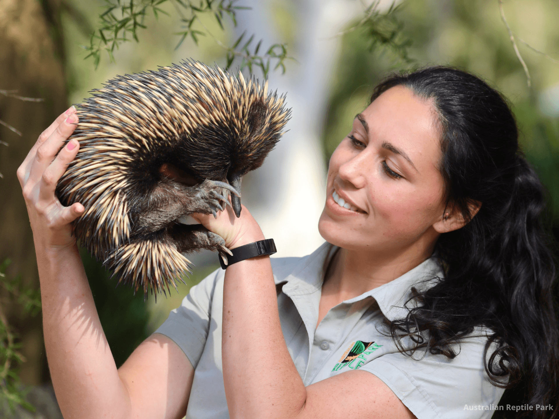 Australian Reptile Park - image 7