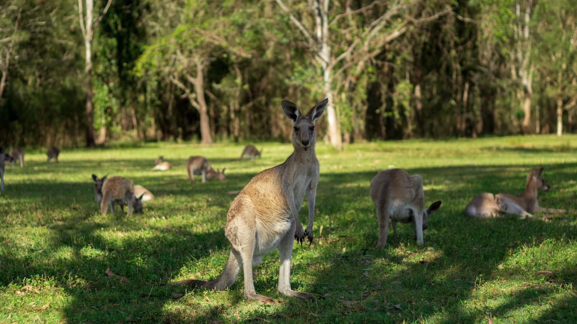 Kangaroos and Koalas Tour with Morning Tea from Gold Coast - image 9