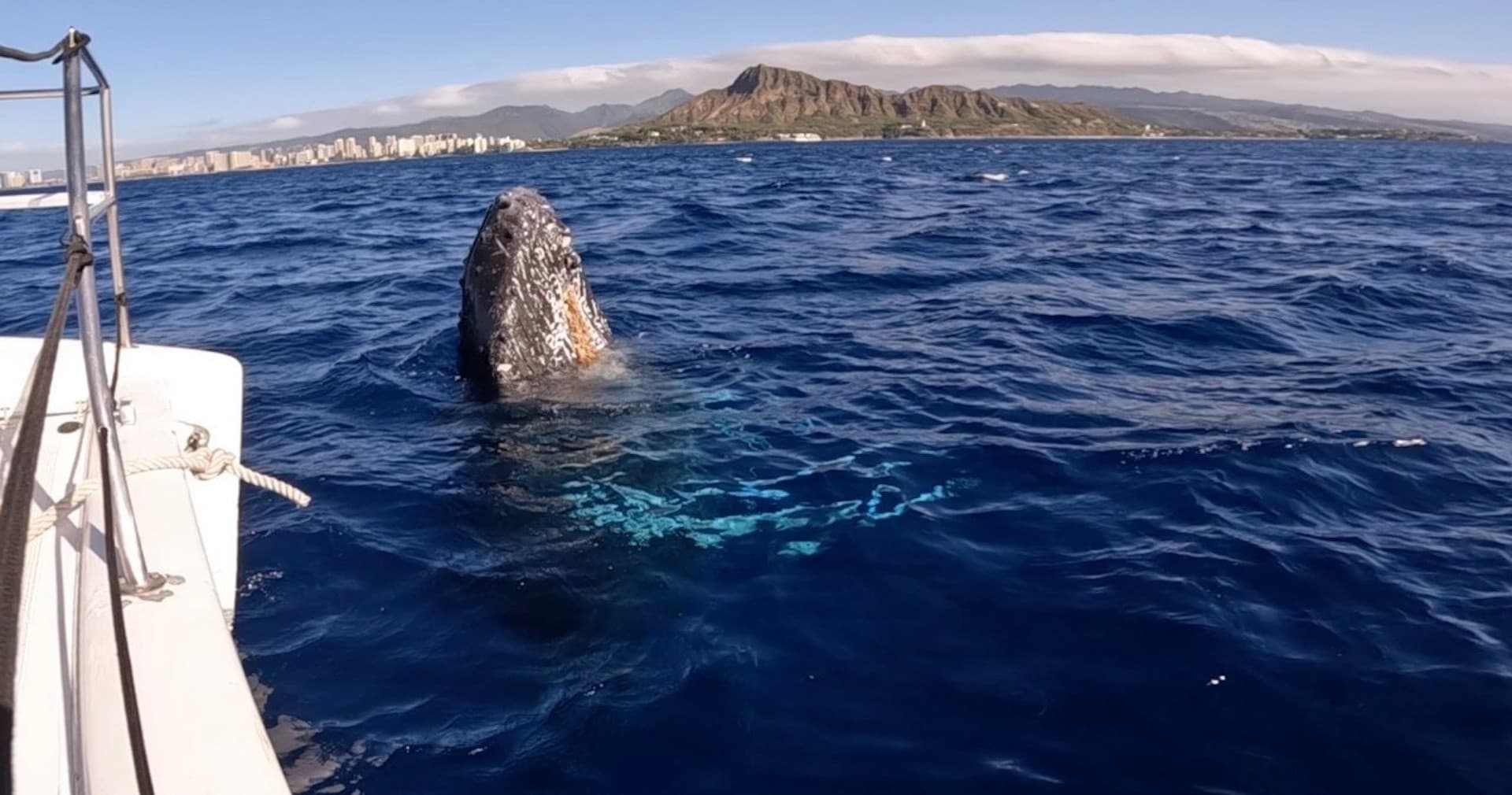 Waikiki Private Whale Watching Cruise - image 3
