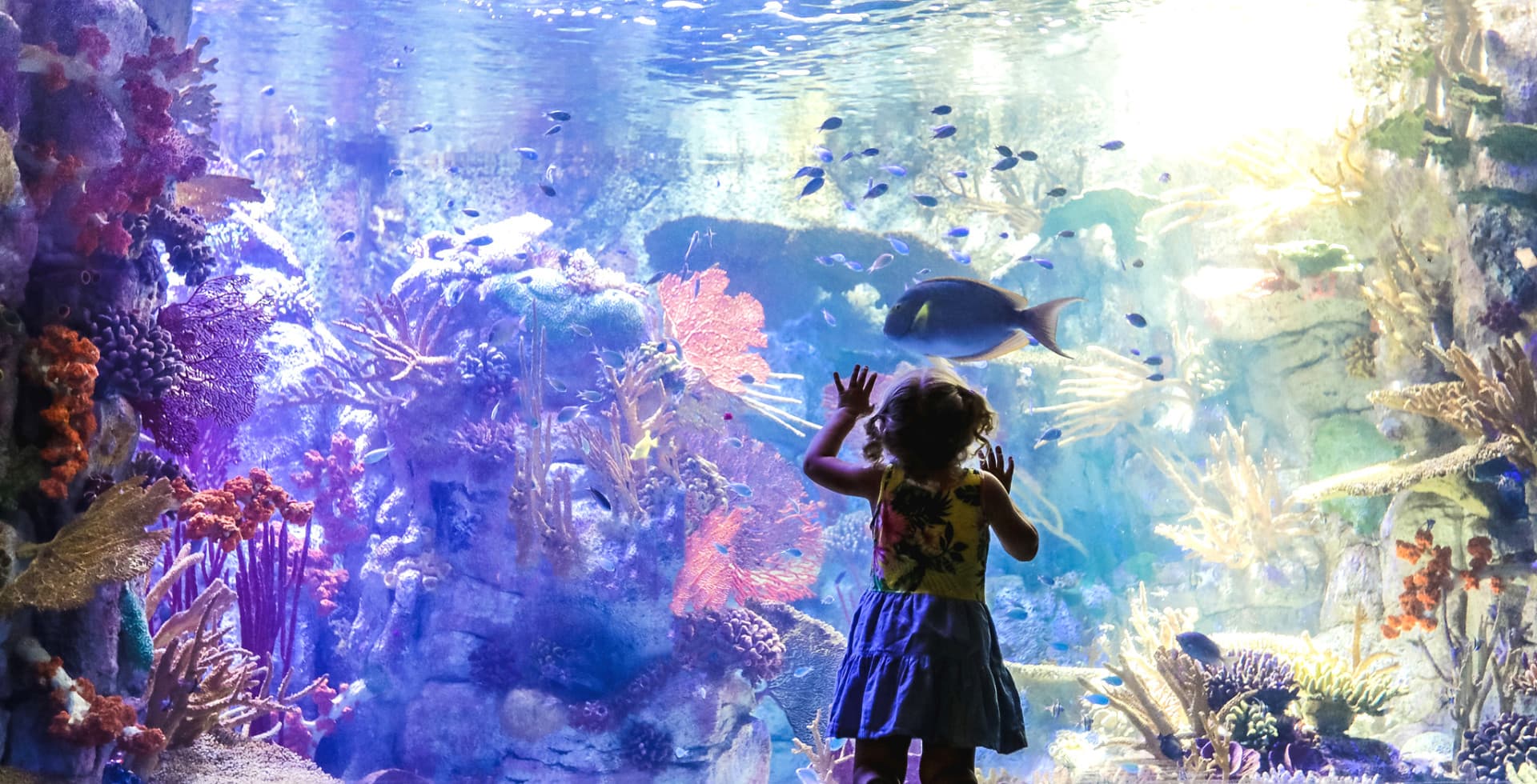 Go City San Diego All-Inclusive Pass Plus: Save up to 50% on Attractions - image 7
