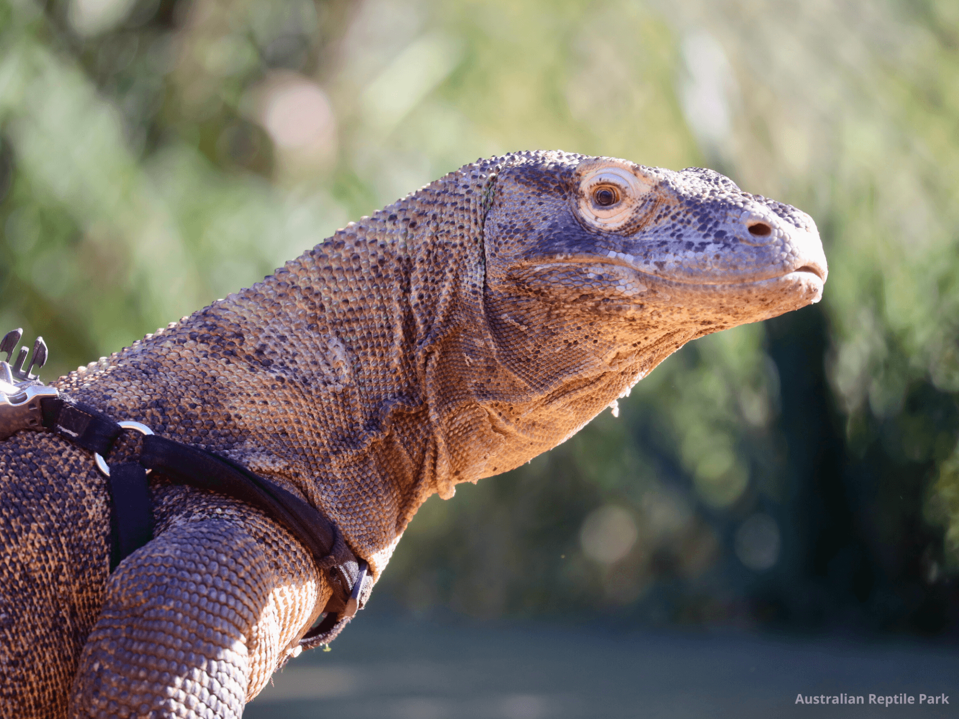 Australian Reptile Park - image 28