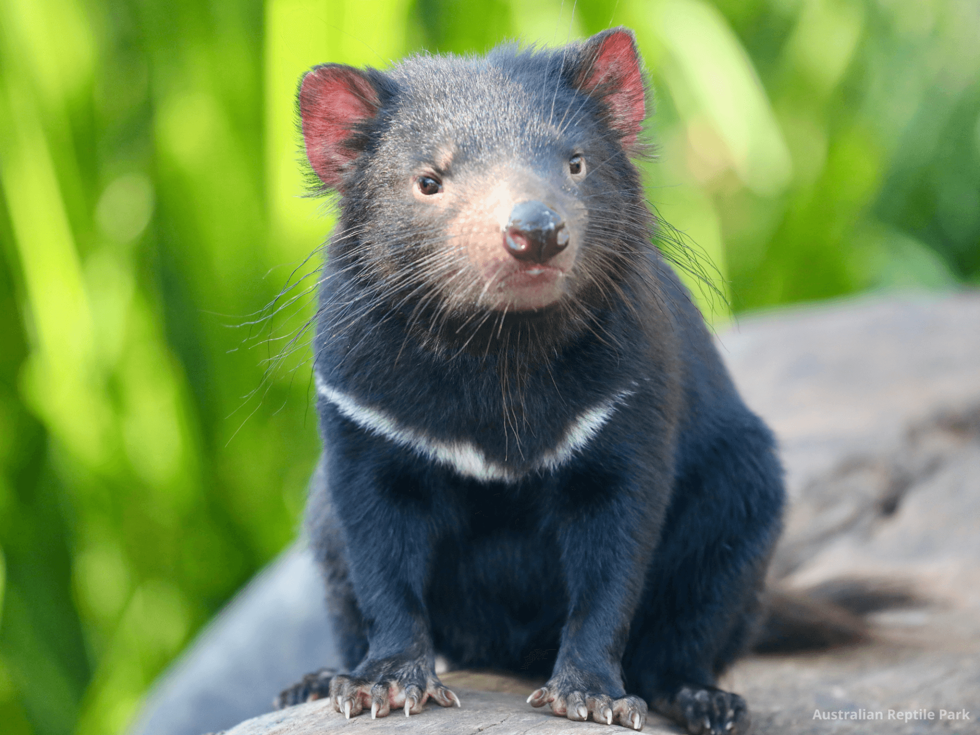 Australian Reptile Park - image 38