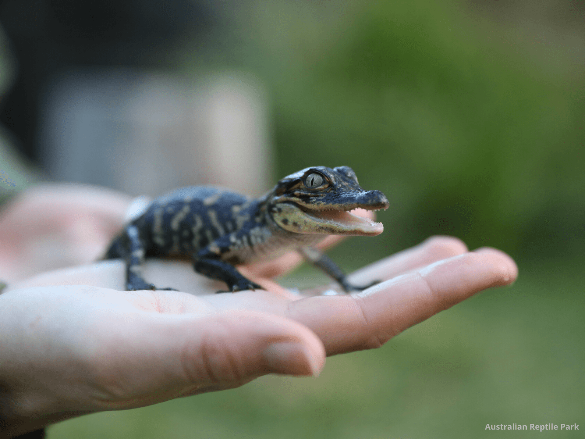 Australian Reptile Park - image 2