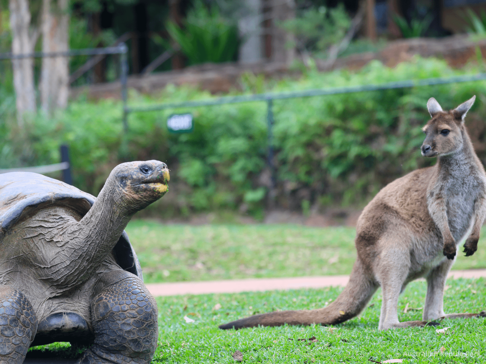 Australian Reptile Park - image 10