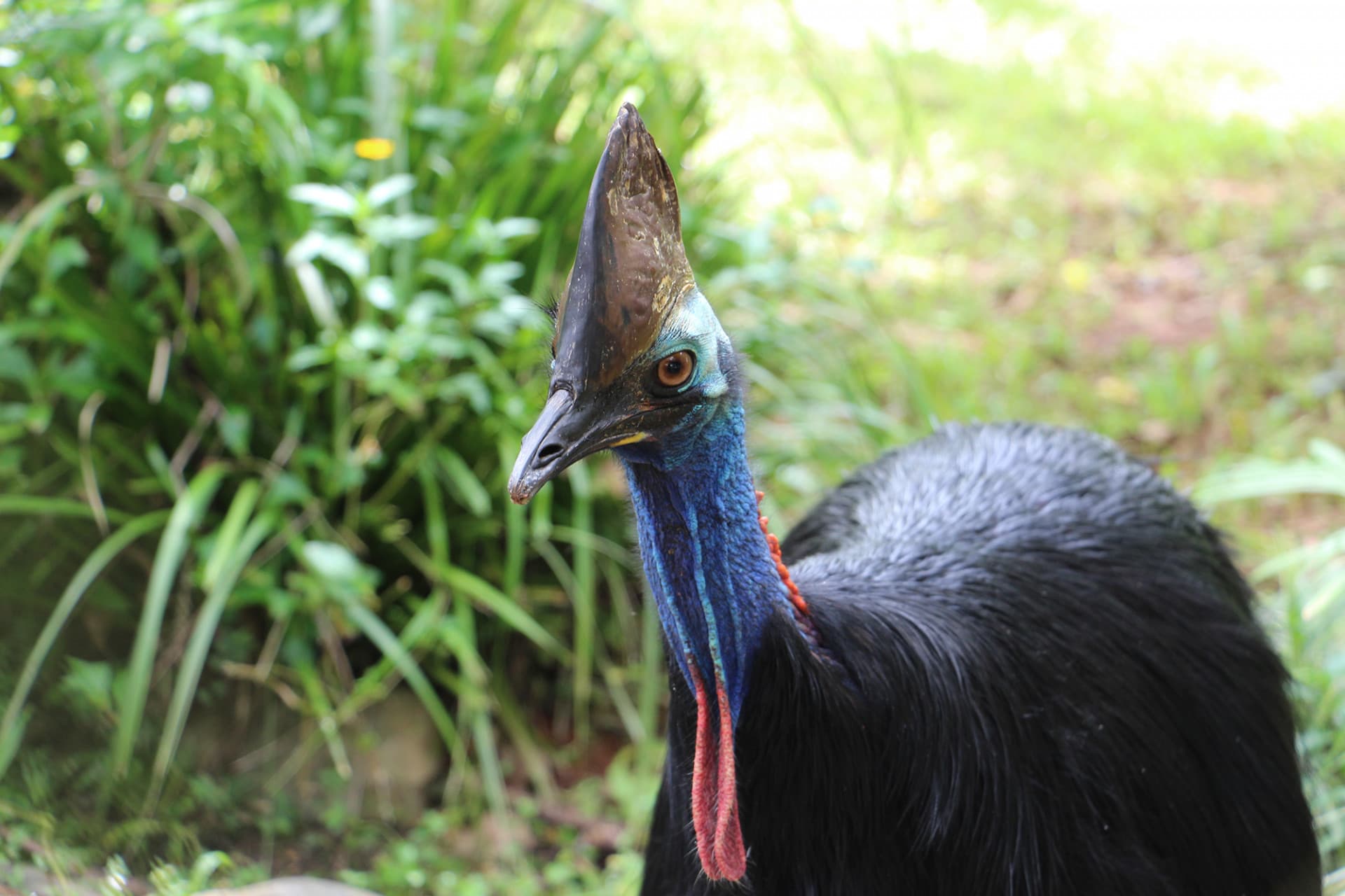 Kuranda Rainforestation Nature Park Full-Day Tour from Cairns with Kuranda Scenic Railway - image 14