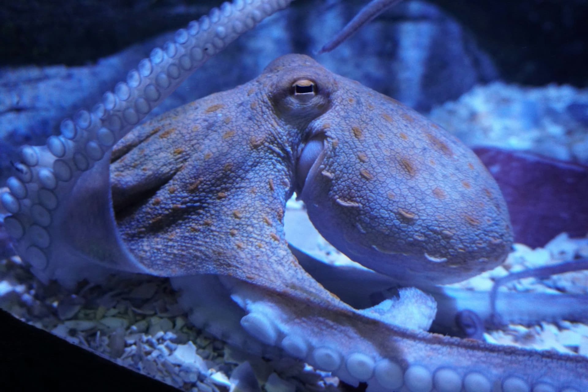 Seville Aquarium Ticket - image 9