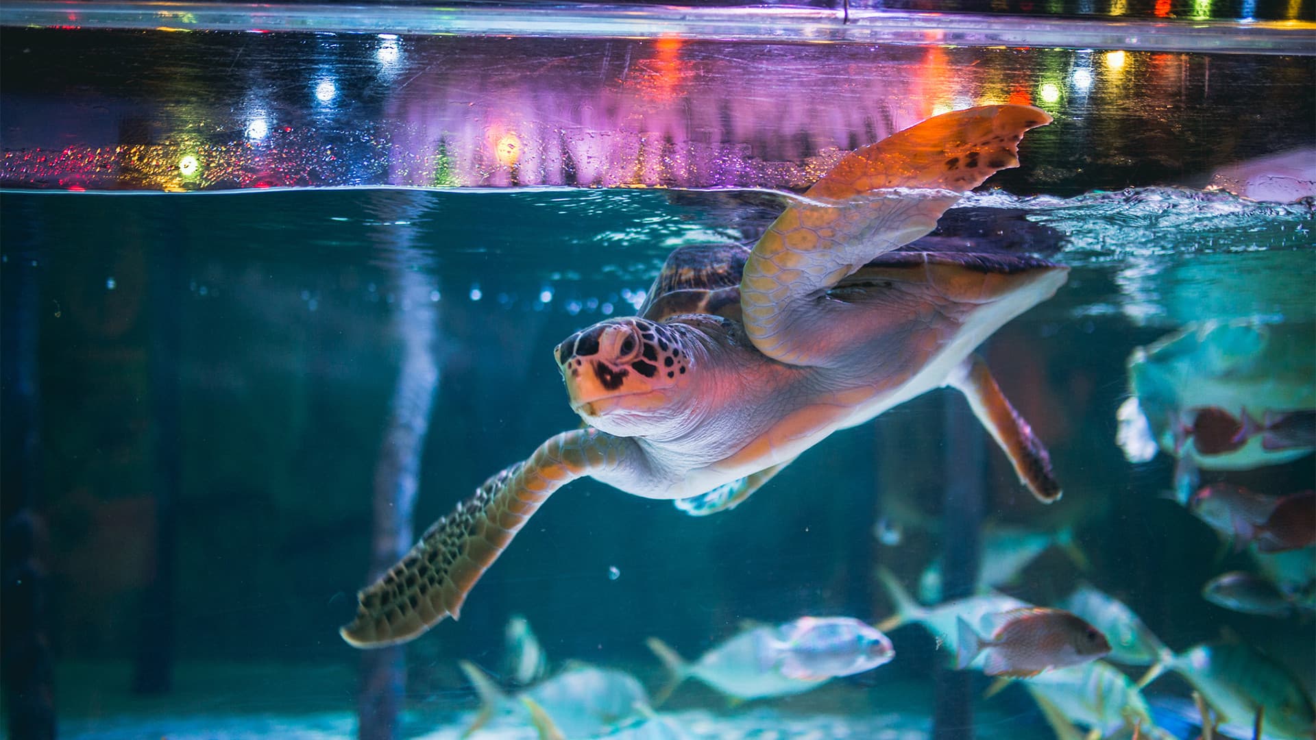 COMBO: Entradas para SEA LIFE Bangkok Ocean World + Madame Tussauds Bangkok - imagen 2