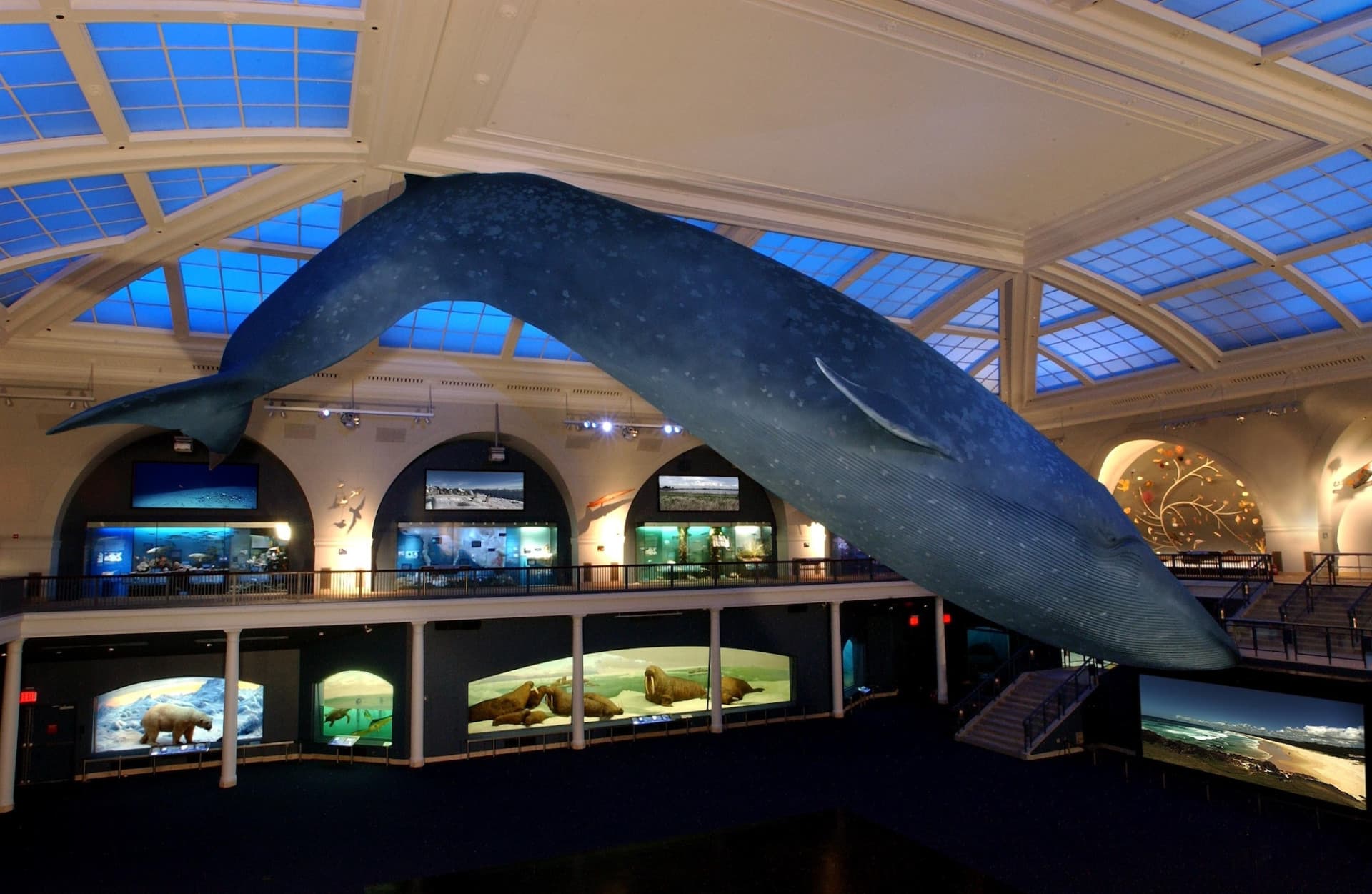 American Museum of Natural History Ticket - image 5