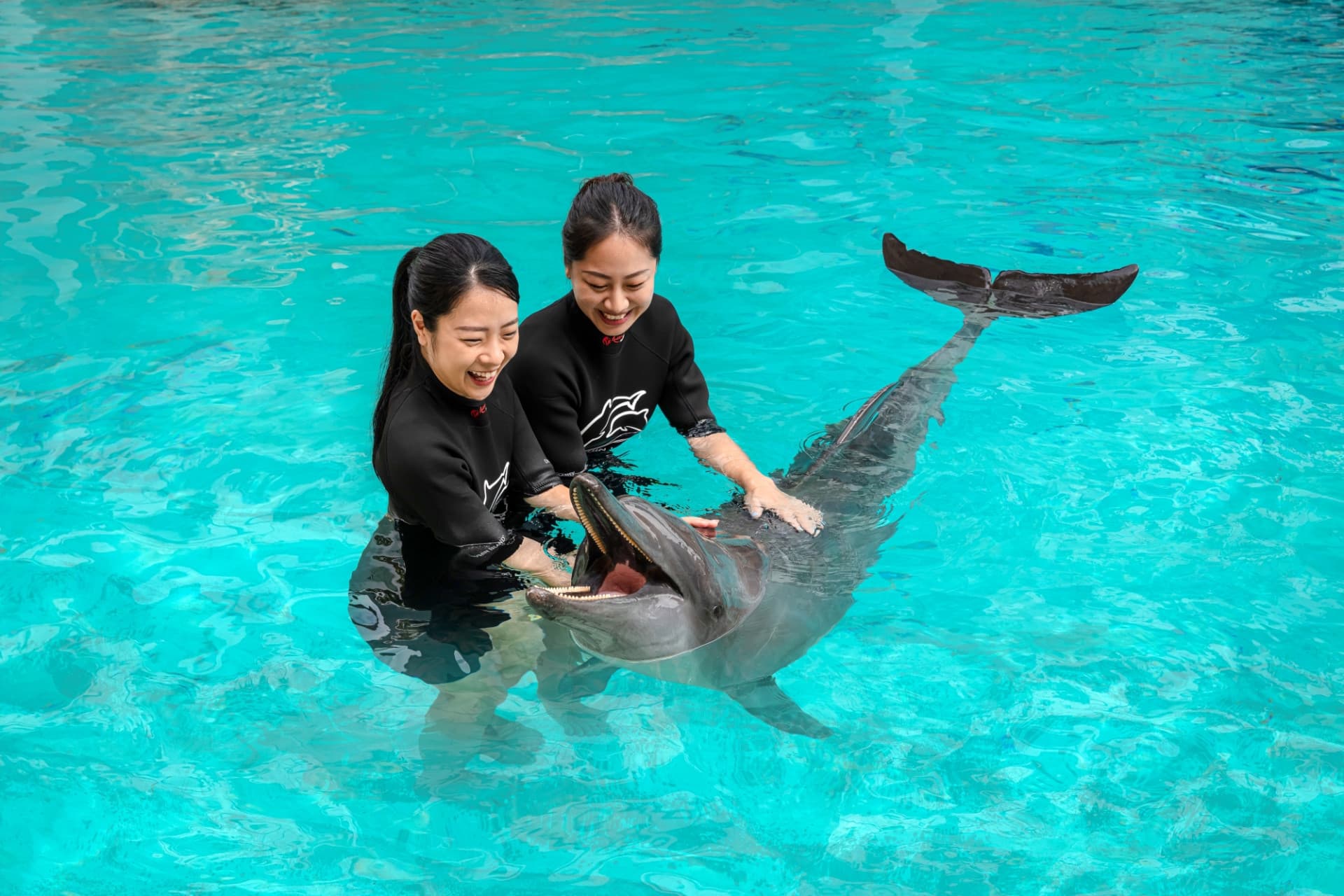 Experiencias con delfines en Marine Mammal Habitat Sentosa - imagen 2