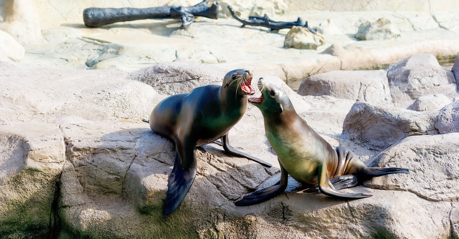 Ocean Park Hong Kong Ticket - image 13