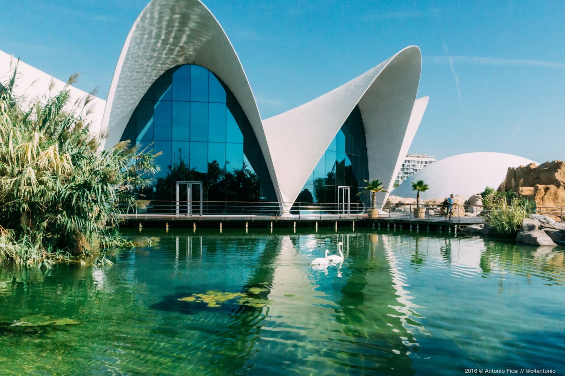 Oceanogràfic de Valencia Ticket - main image