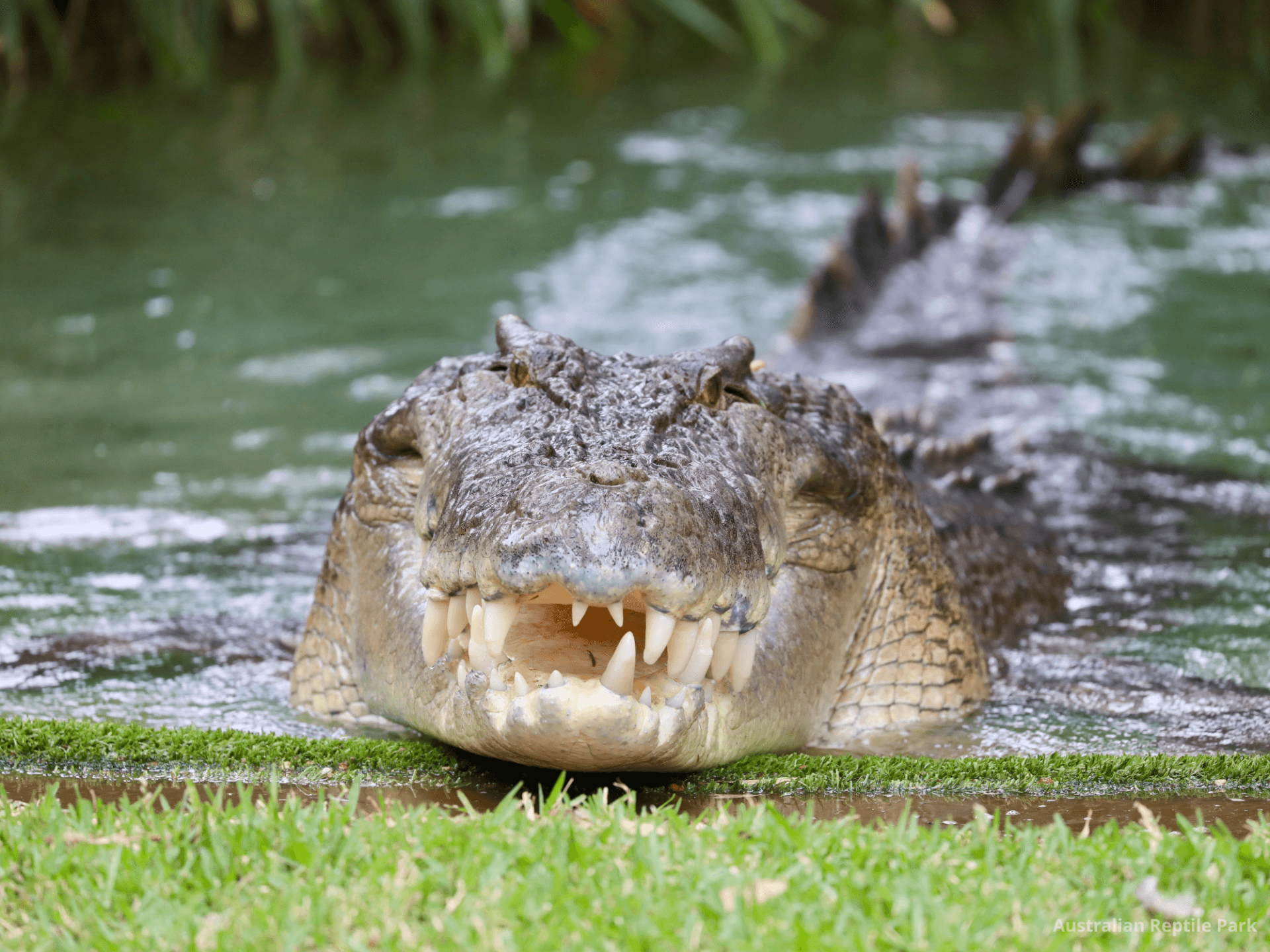 Australian Reptile Park - image 8