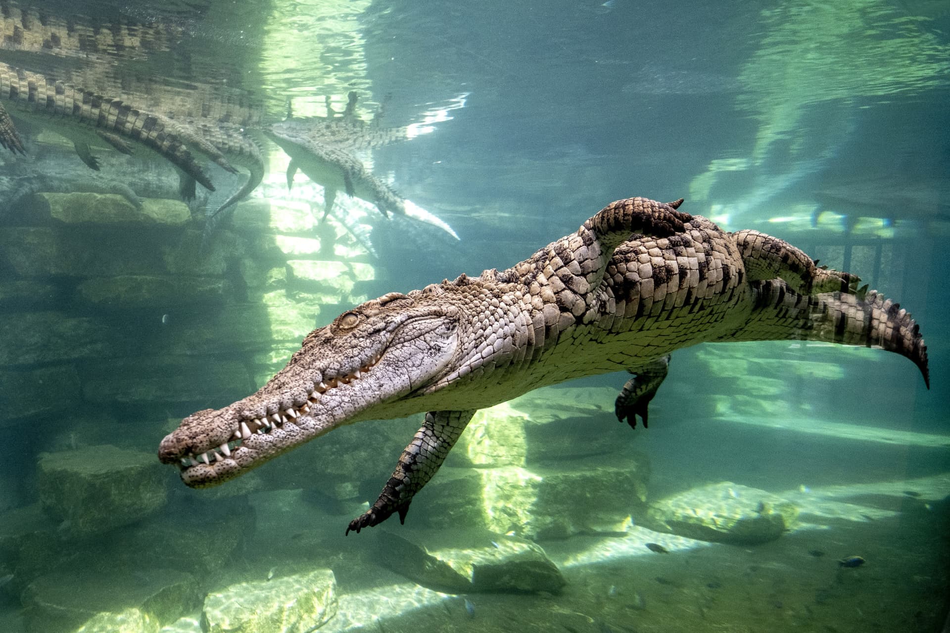 COMBO: Dubai Dolphinarium + Dubai Crocodile Park Tickets - image 5