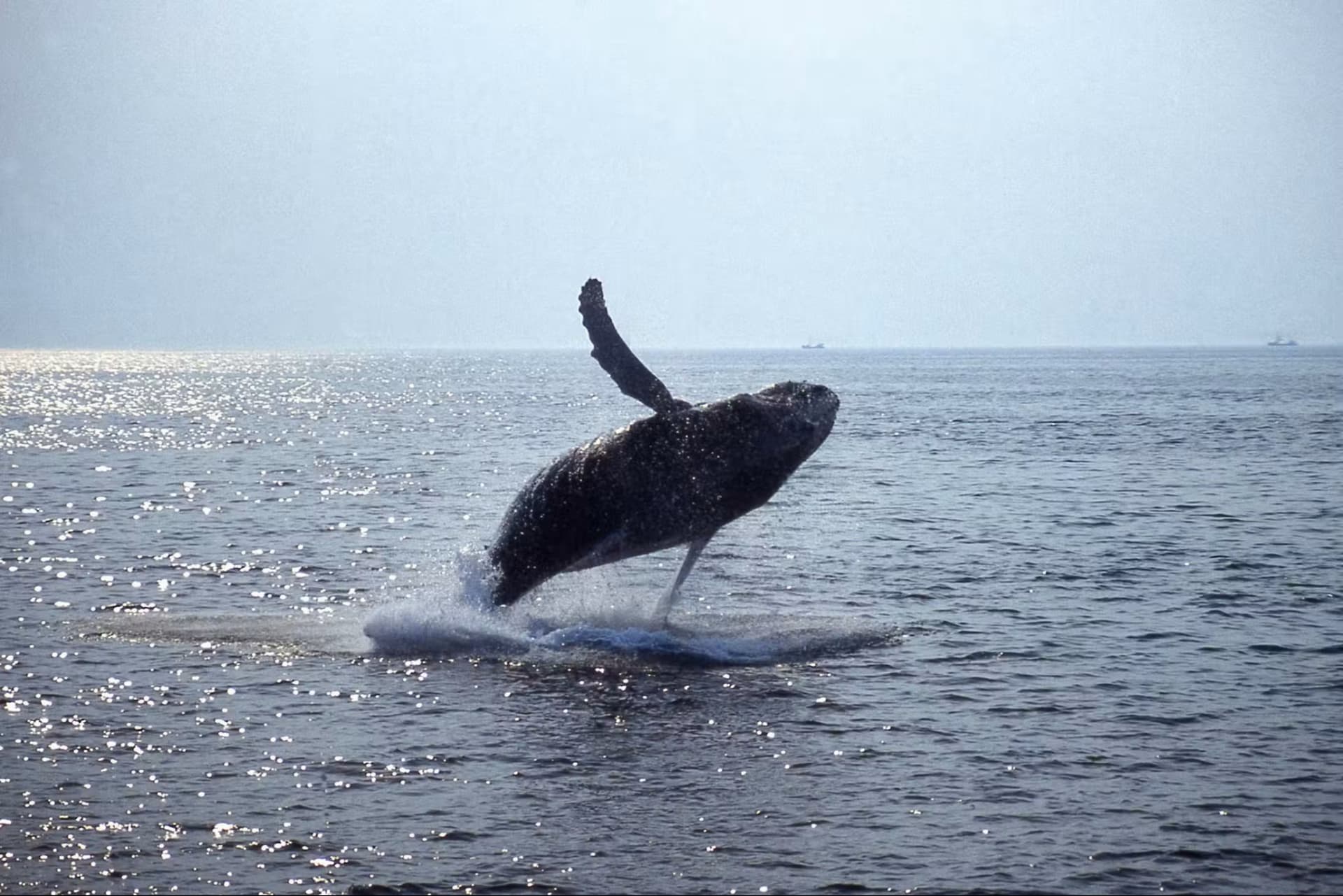 Boston Harbor Whale Watch Cruise - image 5