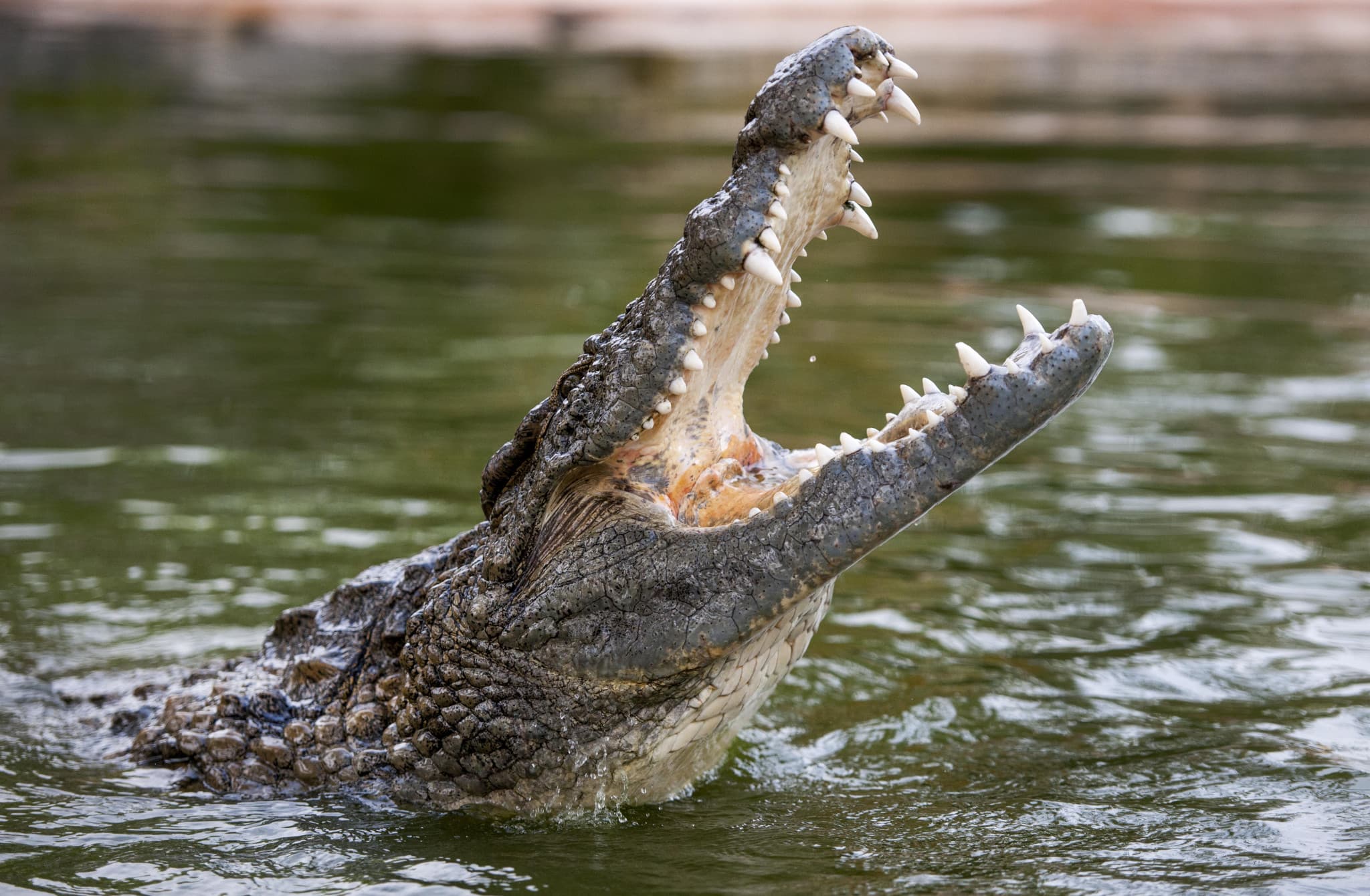 Dubai Crocodile Park - main image