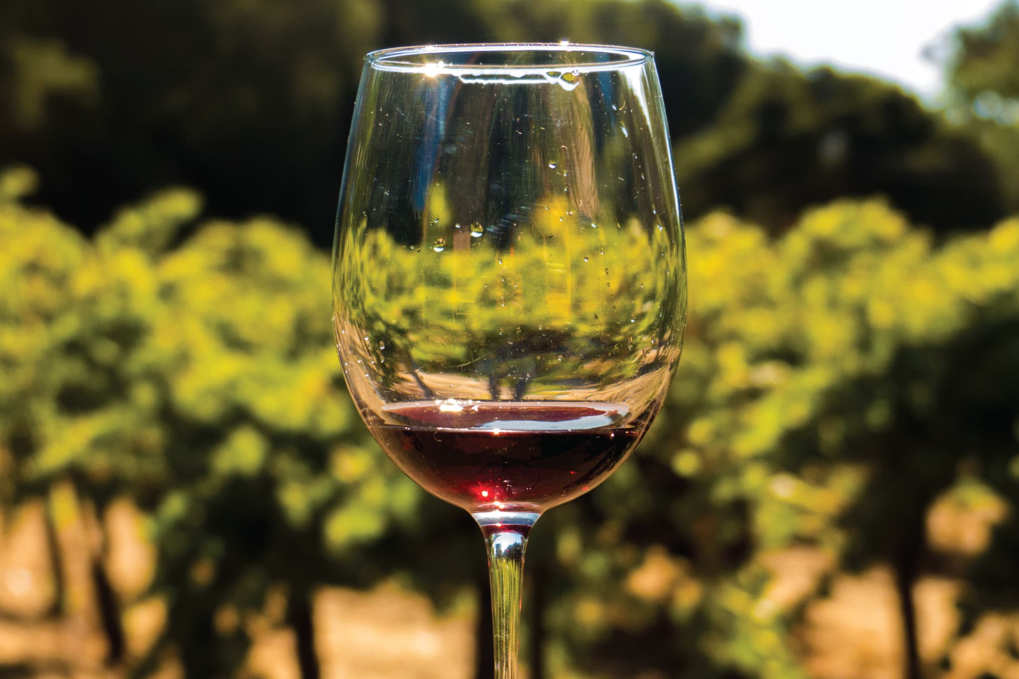 San Francisco Full-Day Wine Country Tour - image 6
