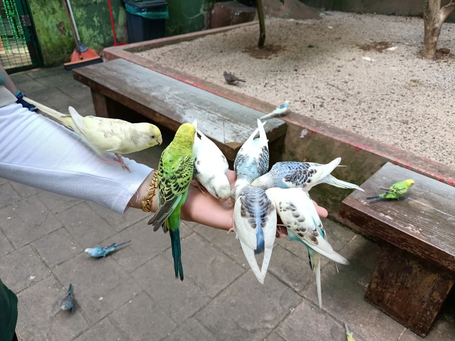 Langkawi Wildlife Park - imagen 18