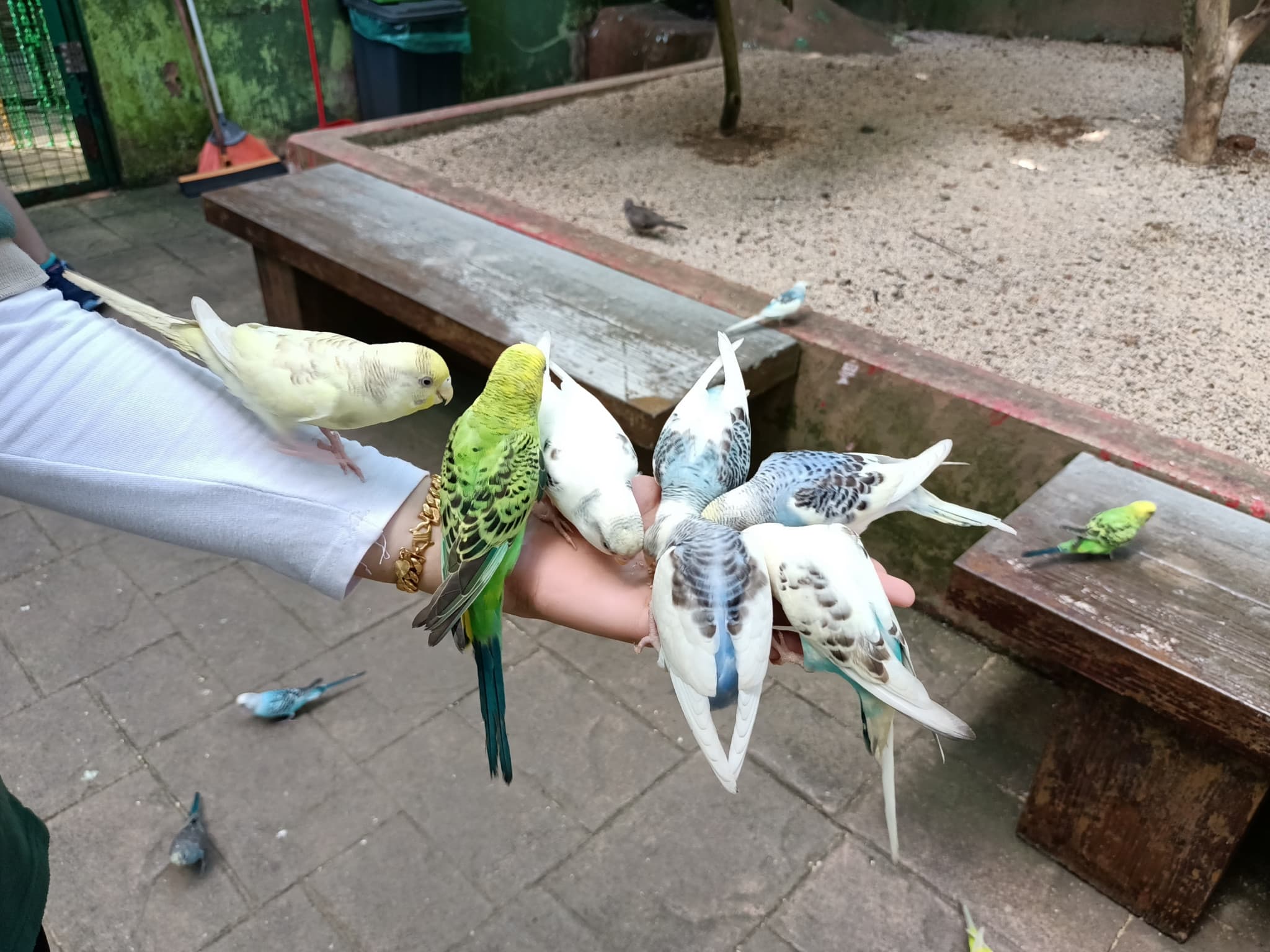 Langkawi Wildlife Park - image 18