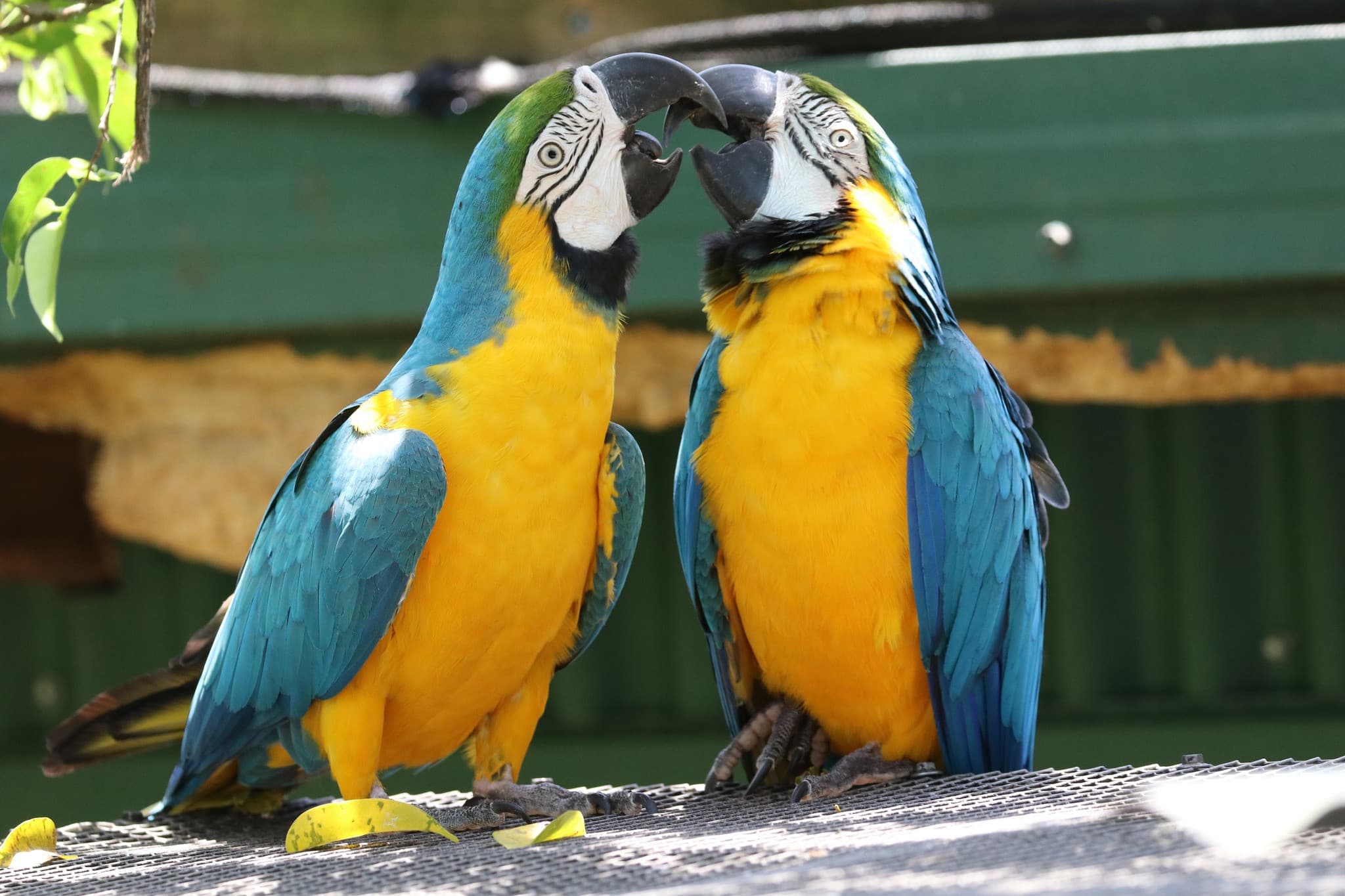 Birdworld Kuranda - main image