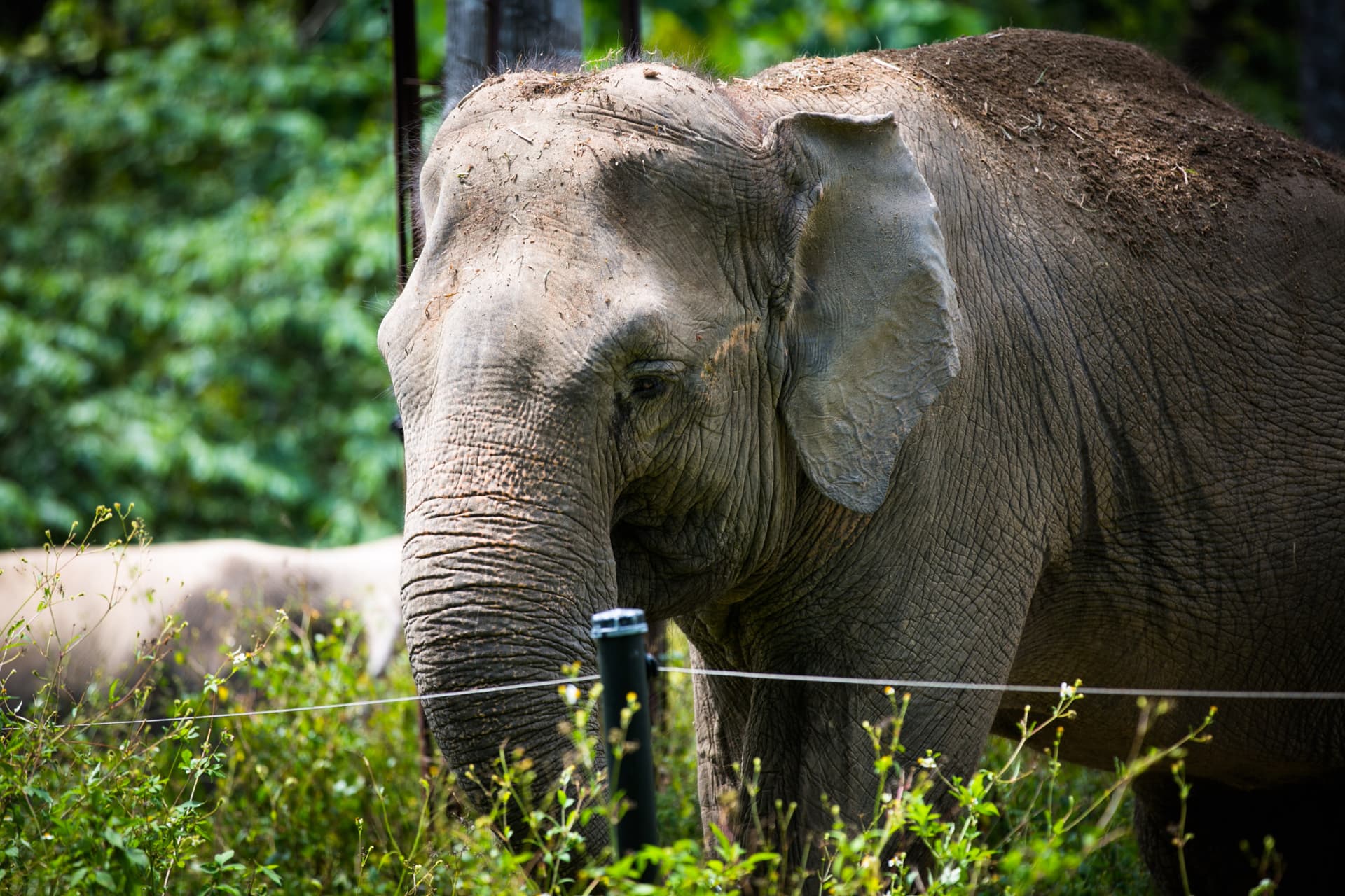 Zoo Negara Malaysia & Panda Conservation Centre Ticket - image 7