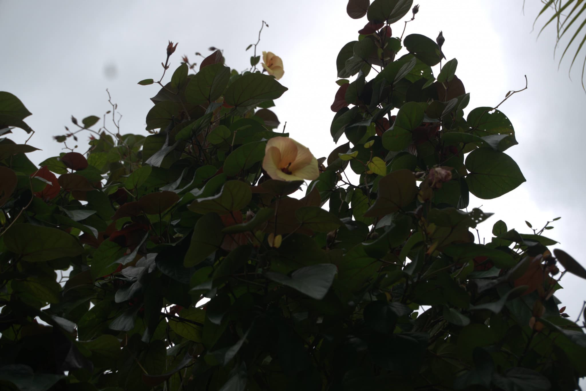 Desaru Riverside Garden Guided Walk - image 7