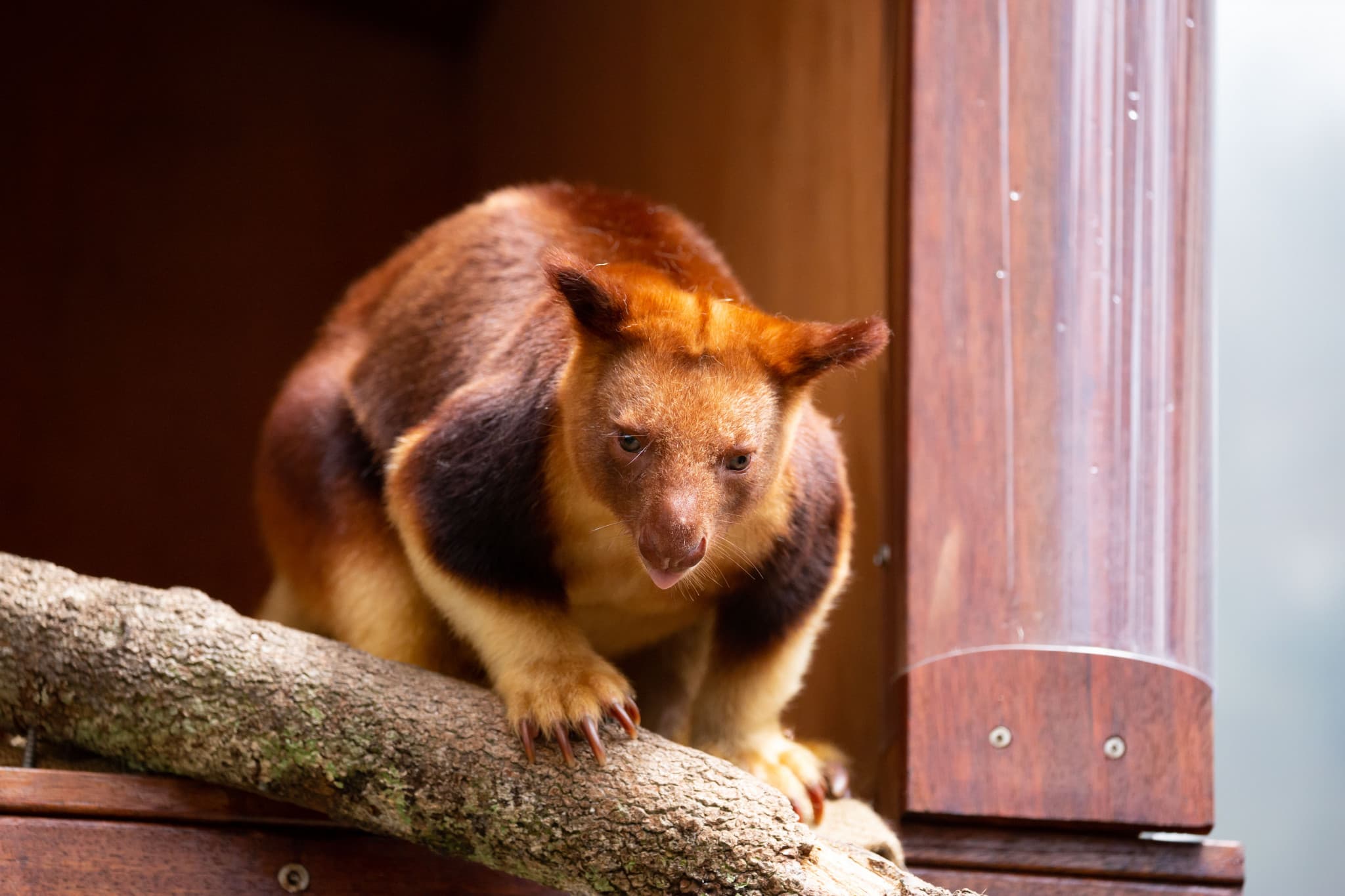 WILD LIFE Sydney Zoo Direct Entry Ticket - image 10