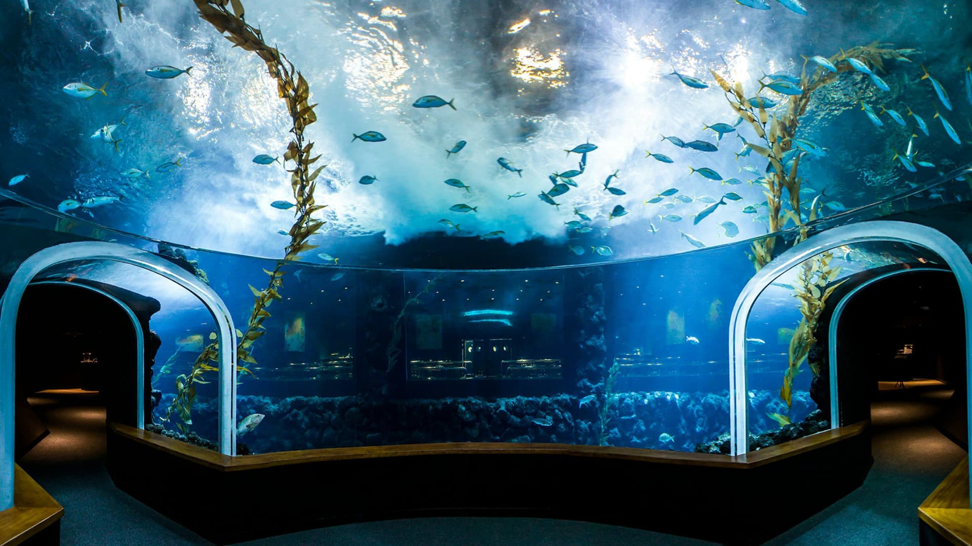 Poema del Mar - Aquarium Gran Canaria: Skip The Line Ticket - image 3