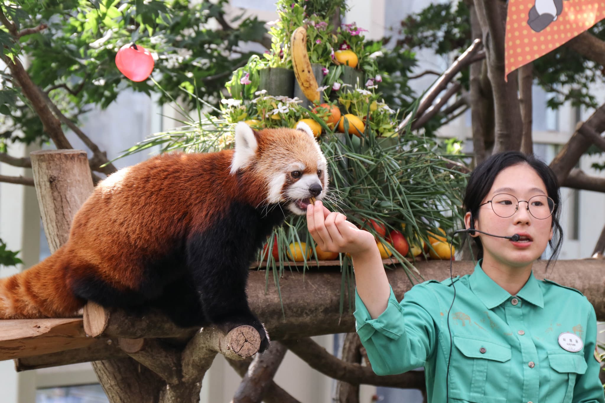 Everland Theme Park with Round Trip Transfers from Seoul - image 15